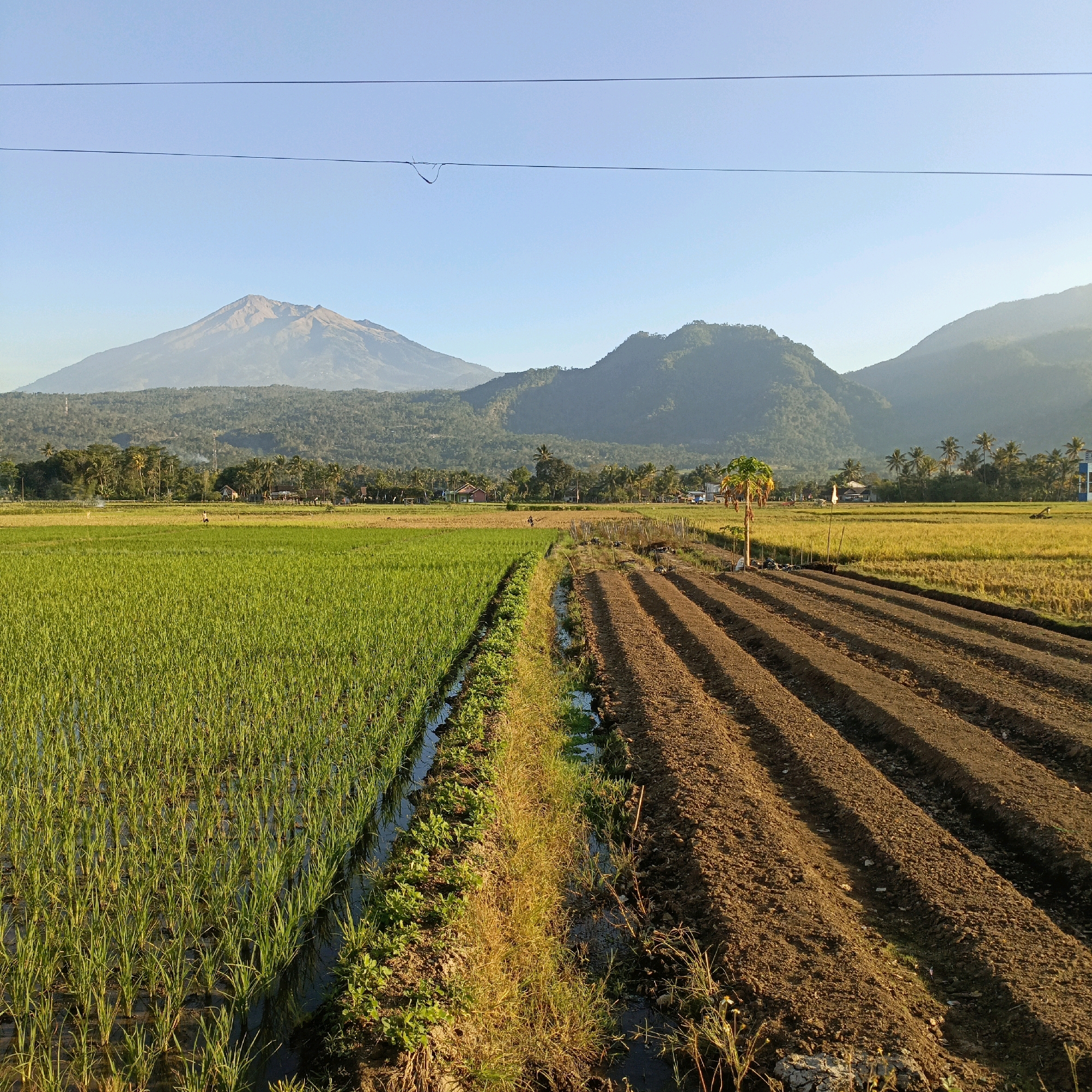 This image depicts a rural agricultural landscape in the city of Rowosari, Indonesia. In the foreground, there are two distinct fields. The left field is a flooded paddy field with young green rice plants. The right field has been tilled into parallel furrows, indicating it is prepared for planting. A narrow strip of dry grass and some small green plants separates these two fields.
In the mid-ground, a line of trees, including palm trees, separates the fields from a cluster of buildings and what appears to be a road or path. There are several small structures, possibly houses or storage buildings, visible amongst the trees. A few figures, likely people, can be seen scattered throughout the mid-ground, suggesting agricultural activity. One person is standing in the rice paddy, and another is visible walking between the fields.
The background is dominated by a range of hills and a large, majestic mountain, partially shrouded in a light haze. The sky above is clear and blue, with two thin, dark power lines stretching across the upper portion of the frame. The lighting suggests it is either early morning or late afternoon, with the sun casting long shadows across the tilled field and illuminating the mountain slopes. The overall scene conveys a sense of peaceful rural life and agricultural productivity.