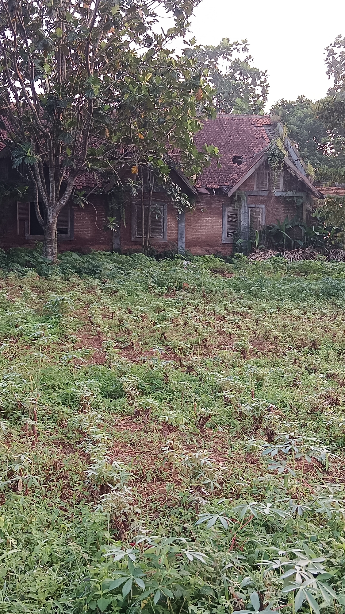 The image displays an exterior view of a brick house located in Kemang, Indonesia, showing significant signs of disrepair and natural overgrowth. In the immediate foreground and extending into the midground, a field of green plants, predominantly identifiable as cassava (Manihot esculenta) due to their distinctively lobed leaves, covers reddish-brown soil. The field appears unkempt, with an uneven surface and various interspersed weeds, suggesting a state of cultivation transitioning to neglect.
The house, situated centrally in the midground, is constructed of reddish-brown brick. Its steeply pitched roof is covered with red terracotta tiles, several of which are missing or broken, exposing the underlying roof structure in multiple locations. Numerous windows are visible, each fitted with closed wooden shutters that exhibit weathering and some degree of damage. Green vines and other wild foliage are actively growing across the house's walls and roof, indicating prolonged disuse. To the left of the house, a large tree with a thick, multi-branched trunk and a dense canopy of broad, green, lobed leaves (consistent with Artocarpus altilis, or breadfruit) partially obscures the left side of the structure.
Dense canopies of additional trees form the background behind the house. The sky above is uniformly bright and overcast, lacking discernible cloud formations. No individuals, specific actions, or interactions are present within the captured scene.