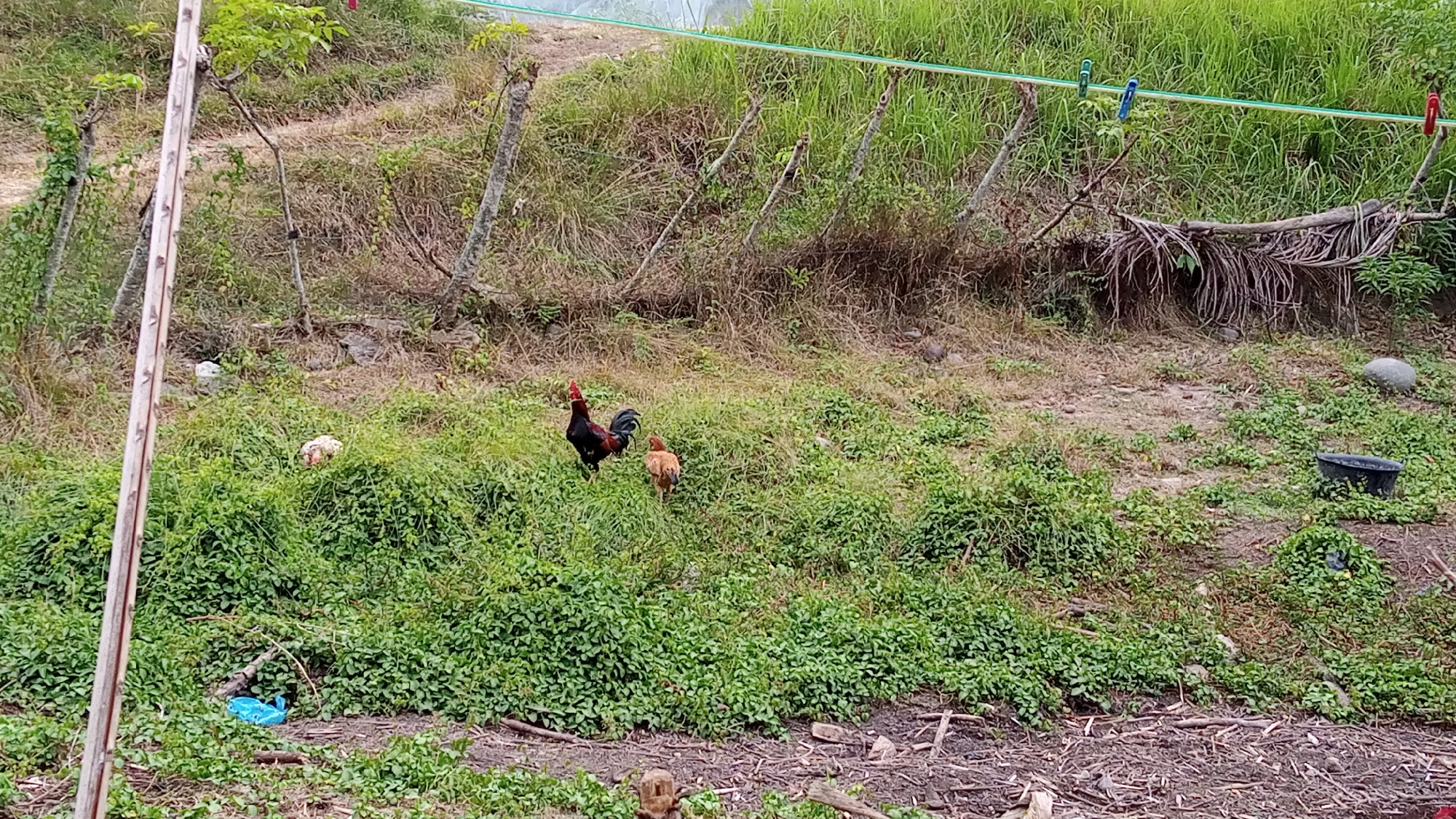 This image shows a rural outdoor scene, likely in Uteunreutoh, Indonesia. The terrain is uneven, with a grassy slope in the background and a more densely vegetated area in the foreground. A single rooster, predominantly black with red and iridescent plumage, stands in the grassy area, facing left. To its right and slightly behind it, a smaller, light brown chicken stands facing right. To the far left of the image, partially obscured by greenery, is a white chicken. A blue plastic bag lies on the ground to the left of the chickens. In the upper right of the frame, a clothesline is strung across the scene, held up by two stakes, with two clothespins visible. A dark, basin-like object sits on the ground in the lower right corner, surrounded by low-lying green plants. The background consists of dry grass, scattered rocks, and several slender tree trunks.