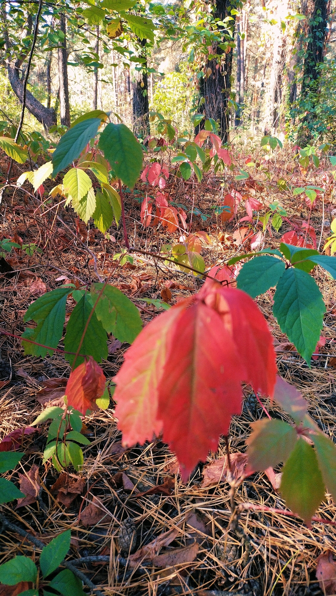 The image depicts a patch of forest floor in the city of Horishni Plavni, Ukraine. The ground is covered with fallen pine needles and dried leaves. Several low-lying plants with a mix of green and red leaves are visible. The leaves on some branches are predominantly green, while others show varying degrees of red coloration, indicating the onset of autumn. In the background, several trees with rough bark are present, and sunlight filters through the canopy, creating dappled lighting. The scene is natural and appears to be undisturbed by human activity.