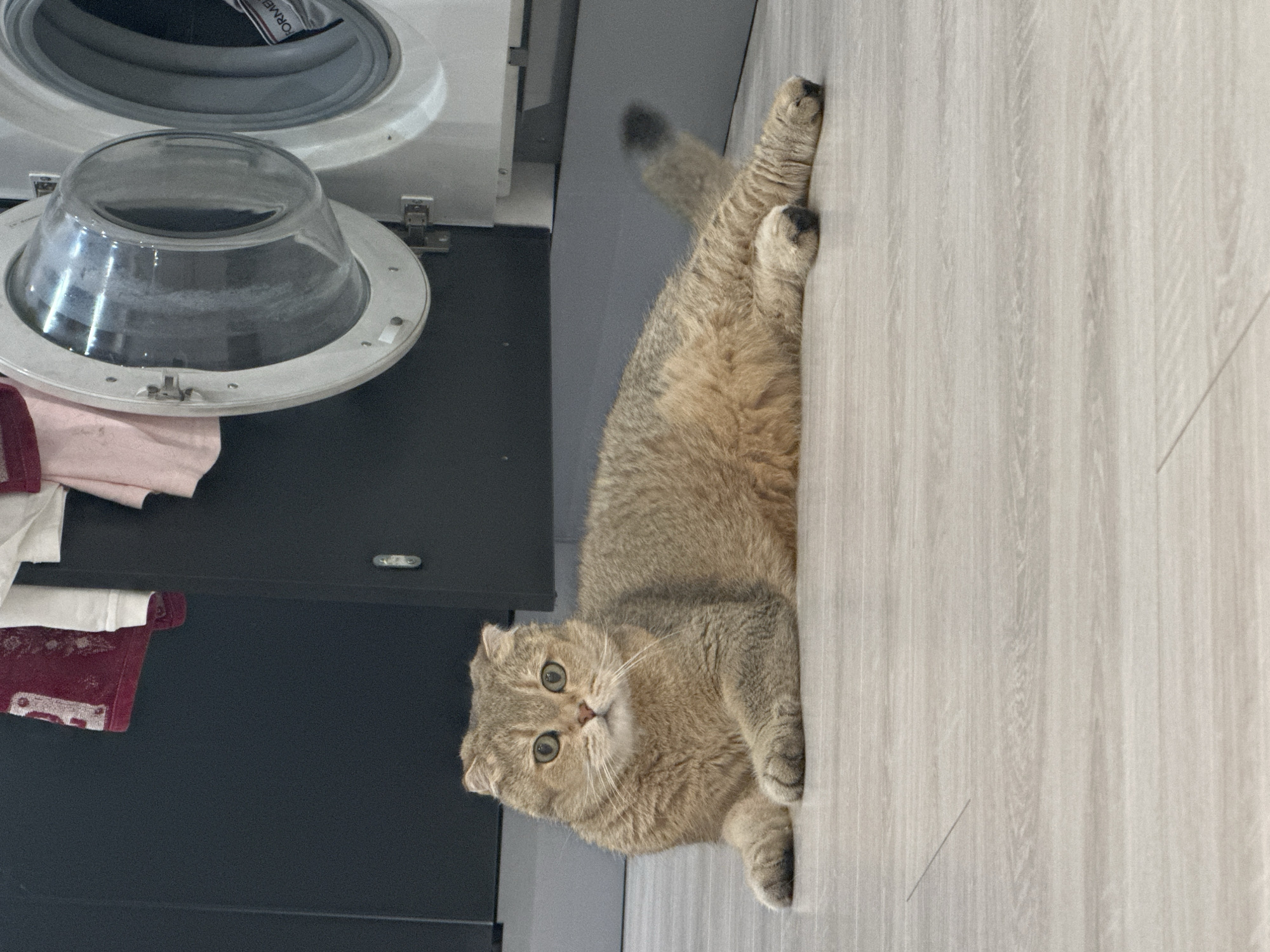 A golden Scottish Fold cat lies on a light-colored wooden floor, paws outstretched along the edge. The cat’s head is turned towards the camera, with its eyes wide and curious. To the left of the cat is a dark surface with a washing machine and some folded towels. The location in the city of Moscow, Russia is not discernible from the given image.