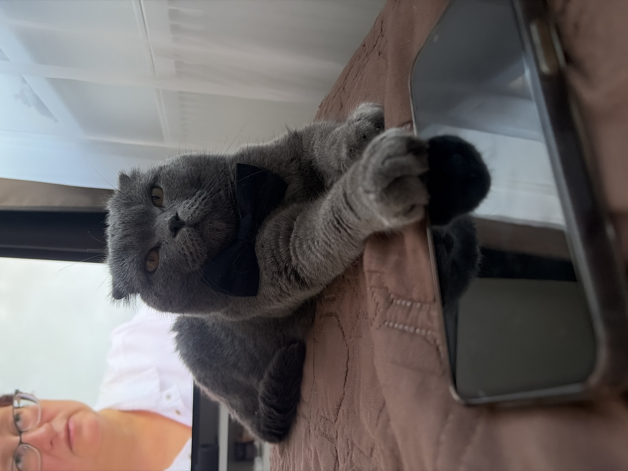 The image displays a grey, short-haired cat, likely a Scottish Fold, wearing a black bow tie. The cat is positioned on a brown, textured fabric surface, resembling a bed or sofa, with its head and front paws extending towards the left of the frame. Its amber eyes look directly at the viewer, suggesting a curious or alert expression.
Beside the cat's paws, a dark-colored smartphone lies flat on the same brown surface. The phone's screen acts as a mirror, reflecting a bright, predominantly white environment, including a ceiling with a subtle grid pattern. In the lower left area of the reflected screen, the partial face of a person, seemingly a woman, is visible. She wears glasses and a white collared shirt. The bright reflections indicate that the scene is well-lit, suggesting it is daytime.
The cat appears to be observing or interacting with the smartphone, with its paws resting close to the device. The overall setting is domestic and indoors. While the provided context suggests Saint Petersburg, Russia, no specific geographical cues are discernible within the image itself. There is no visible text in the image.