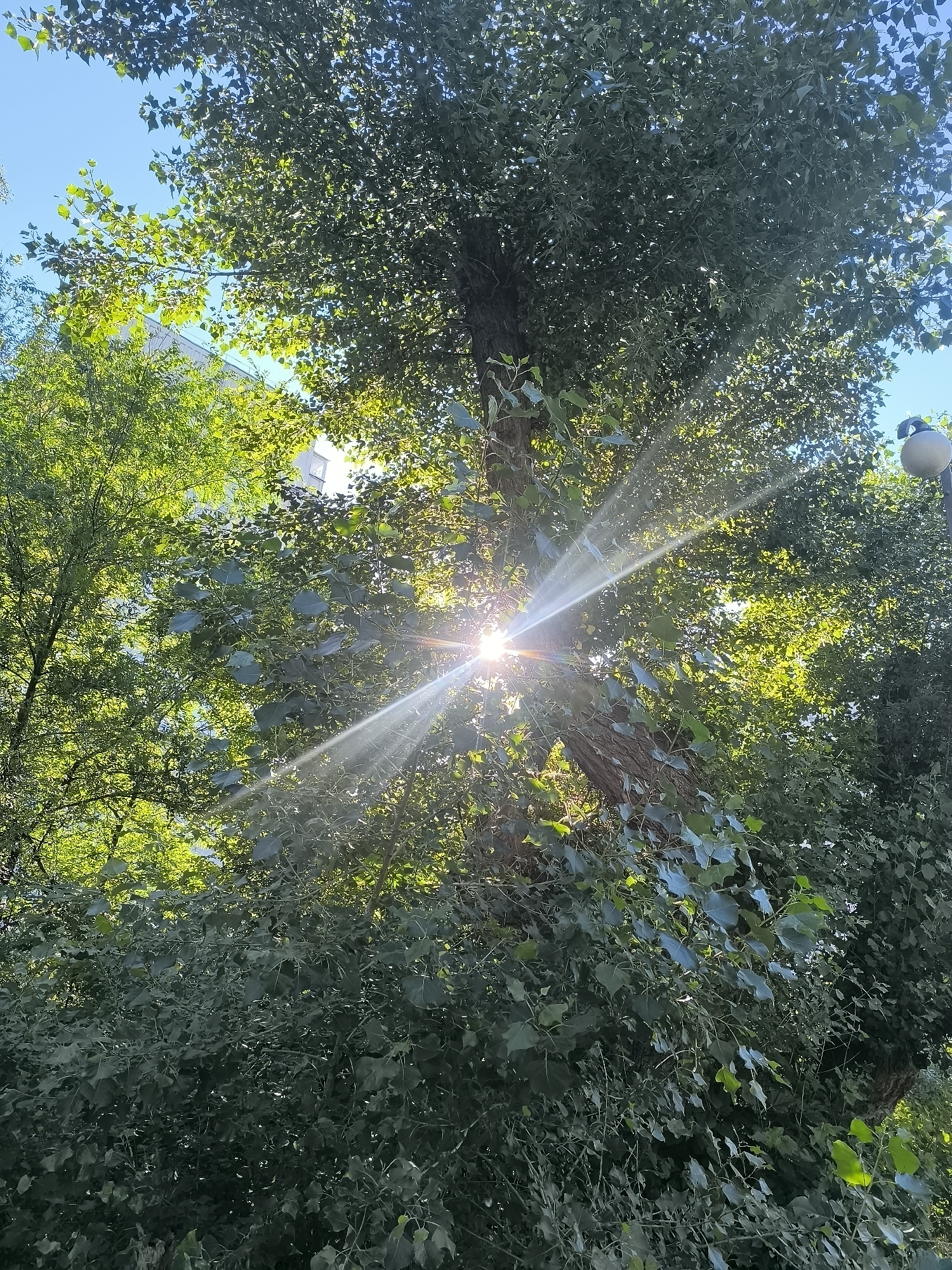 The image is a low-angle shot looking up through dense green foliage of trees towards a bright sun that is partially obscured by leaves. The sun is creating a strong lens flare effect with visible light rays emanating outwards. In the background, a portion of a light-colored building with visible windows can be seen through the leaves, suggesting an urban or semi-urban environment. The presence of a lamppost with a white globe on the right side of the frame further supports this. The scene depicts a sunny day, likely in a park or a tree-lined street within the city of Horishni Plavni, Ukraine.