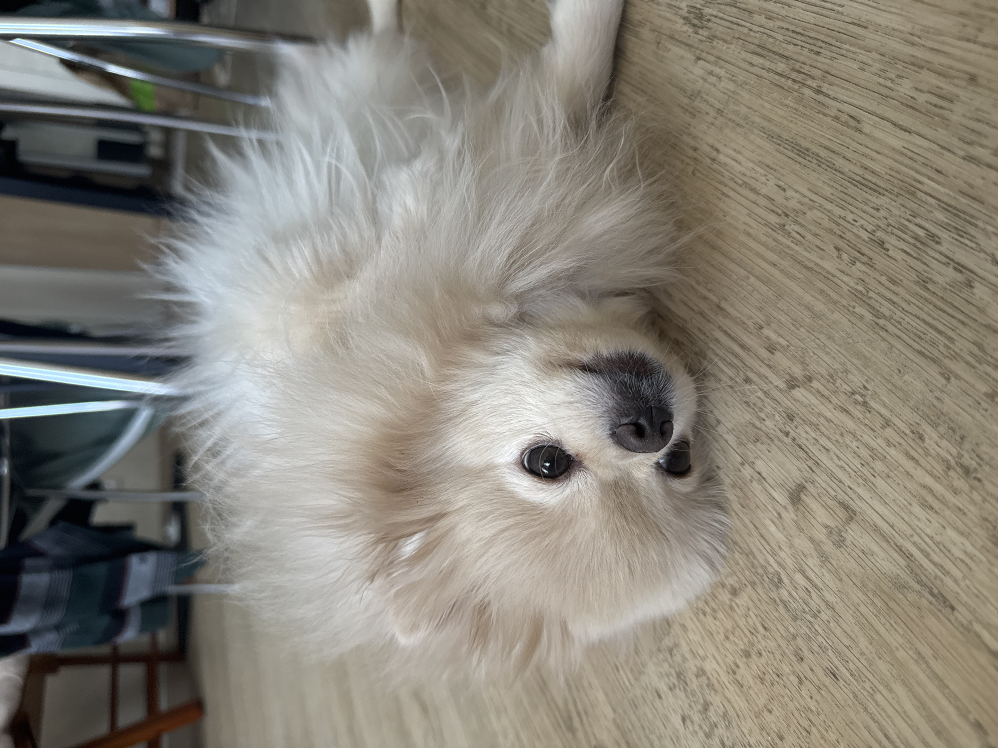 A cream-colored Pomeranian dog is lying on its side on a light-colored wooden floor. The dog's head is turned towards the camera, and its eyes are open. The dog's fur is fluffy and appears to be soft. In the background, out of focus, there are legs of chairs or tables and some clothing hanging. There are no people visible in the image. The location is not specified in the image or the provided crops.
