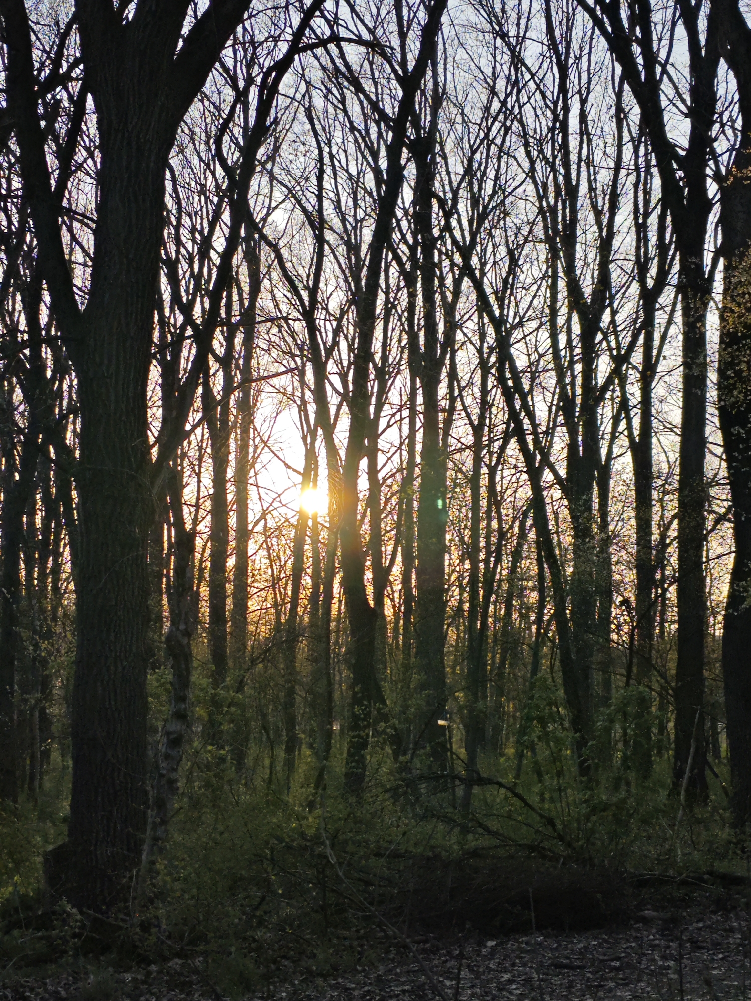 The image depicts a dense forest at sunset. The location is not specified, and the prompt to include Pyatigorsk, Russia, is irrelevant based on the visual information. Tall trees with bare branches dominate the scene, silhouetted against the setting sun. The sun is visible through the trees, creating a warm glow. The undergrowth is green and leafy. The ground is covered with leaves.