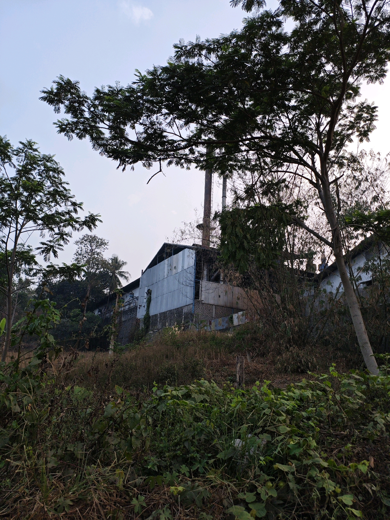 A factory building with corrugated metal siding and a tall chimney stands on a hillside in Penundan, Indonesia, behind a dense foreground of green foliage and dry grasses. The sky is clear and pale blue. The building appears to be industrial in nature, with various structures and pipes visible on its roof. Trees with dark green leaves frame the scene, with branches extending into the sky. The overall impression is of a slightly overgrown and weathered industrial site located within a natural environment.