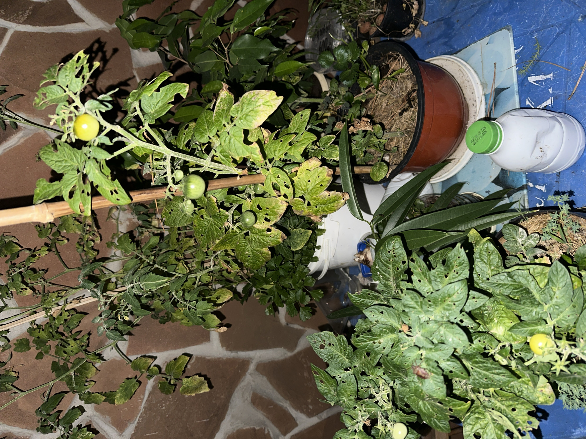 The image shows a close-up of a garden scene with several potted plants, including tomato plants with developing fruit, against a backdrop of a stone wall. The setting appears to be outdoors, possibly a balcony or patio. A white plastic bottle with a green cap is visible in the foreground. The lighting suggests it may be evening or night. The overall impression is one of urban gardening in a residential area. The specific location in Sochi, Russia, cannot be determined from the visual information provided.