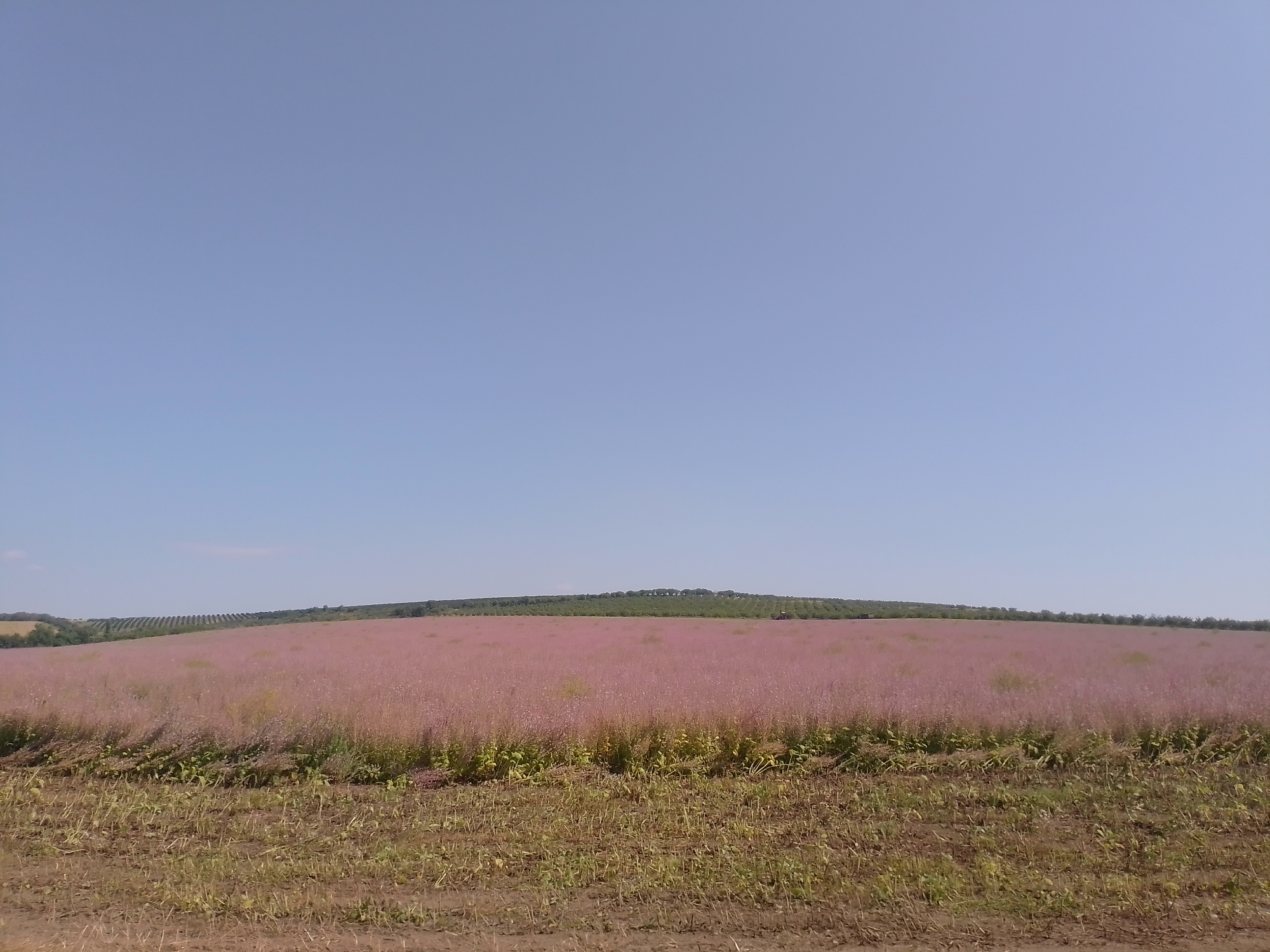 A wide shot captures a vast, undulating field of pink flowers under a clear, pale blue sky. The foreground features a rough, brown dirt path with sparse, dry grass and weeds. Beyond the path, the field is densely populated with tall, wispy pink blooms, creating a soft, hazy texture across the landscape. In the middle ground, a treeline of dark green trees forms a sharp horizontal band across the horizon. The far background consists of a rolling green hillside with more trees and what appears to be a vineyard or cultivated fields, with faint rows visible. The overall scene is tranquil and natural, with a hint of agricultural activity. The image does not contain any discernible people or specific structures, suggesting a rural or natural setting, possibly within the vicinity of Glinjeni, Moldova.