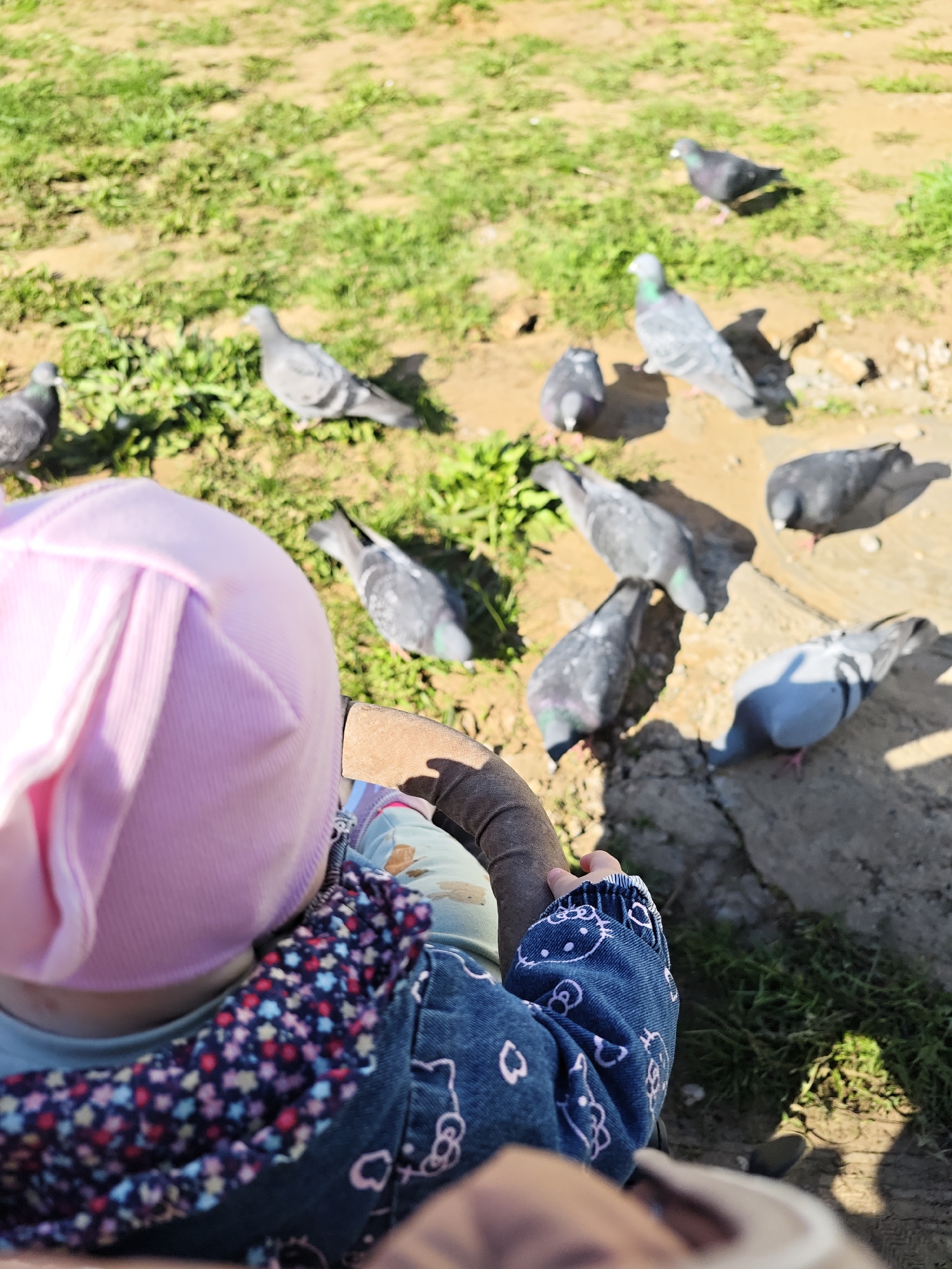 A close-up, slightly high-angle shot shows a child in a pink hat, a blue and floral jacket, and light-colored leggings looking at a flock of pigeons. The pigeons are standing on a ground of mixed dirt and grass. The child is in a stroller or chair, grasping its side with a small hand. The overall scene suggests a park or outdoor space in the city of Chaikovsky, Russia.