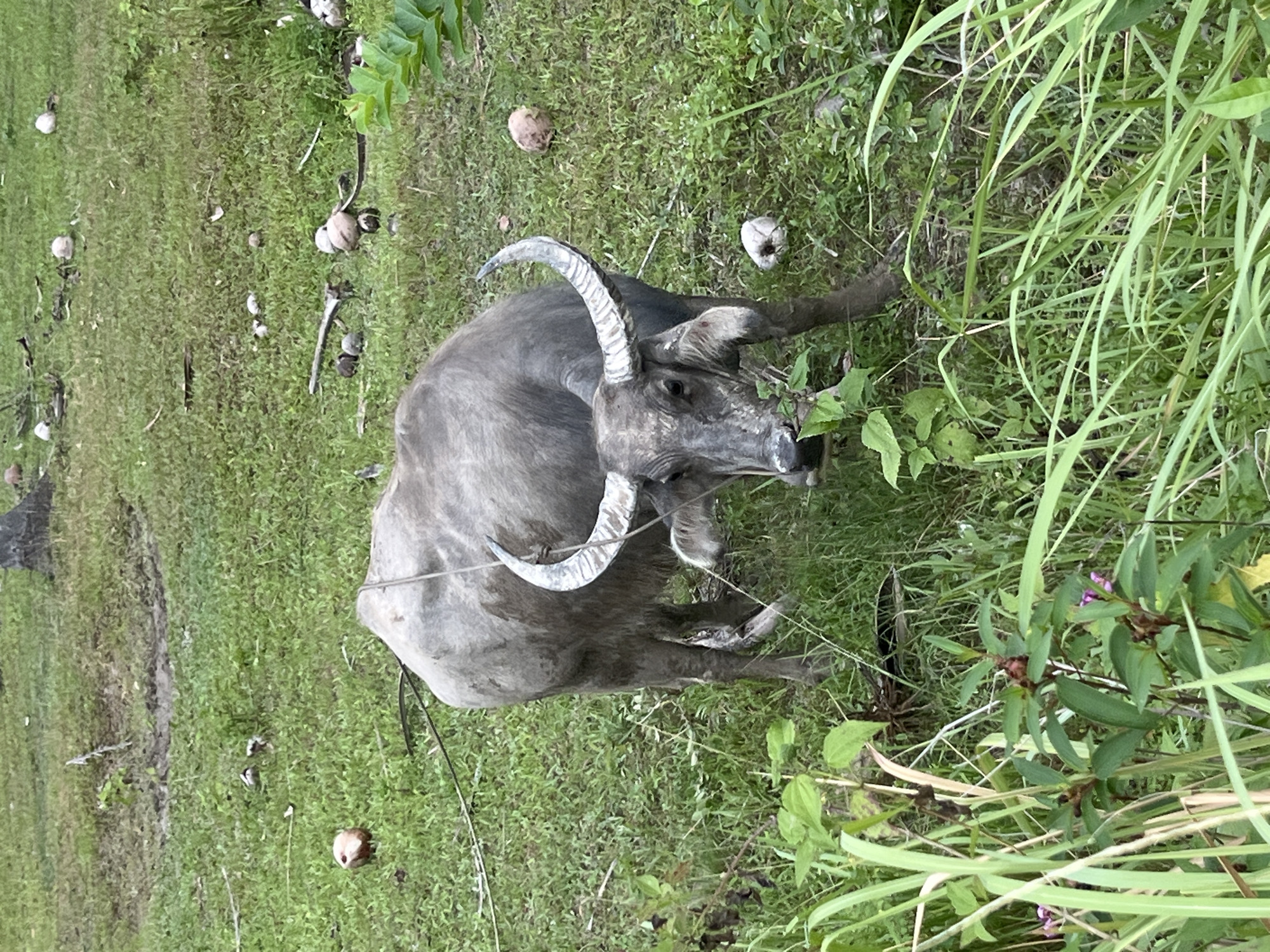 A grey water buffalo stands in a grassy field scattered with coconuts. The buffalo faces the camera with its head slightly down, chewing on grass. Its horns curve upwards and inwards. The field is covered in green grass, with some areas appearing muddy or bare. Several coconuts, some whole and some broken, are visible throughout the field. In the foreground, tall green grass and some plants with small purple flowers are present. In the background, a tree stump and more vegetation can be seen. The lighting suggests it is daytime, possibly overcast or late afternoon.