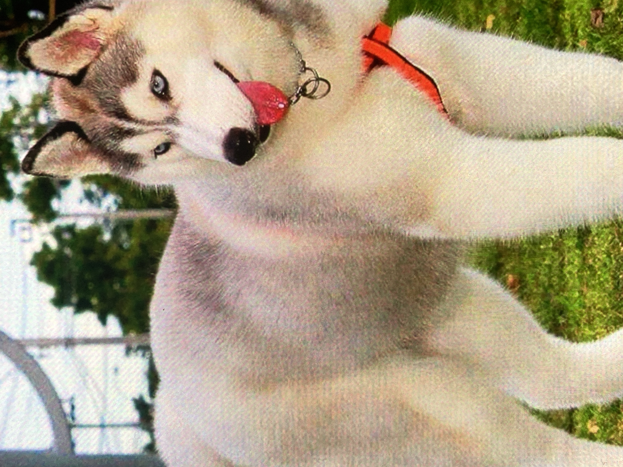 The image shows a Siberian Husky dog standing on grass. The dog has white and grey fur, blue eyes, and a pink tongue sticking out. It is wearing a red harness. In the background, there are trees and a metal structure, possibly part of a fence or gate. The lighting suggests it is daytime. There is no discernible indication of the city of Ustyvytsia, Ukraine, within the image.