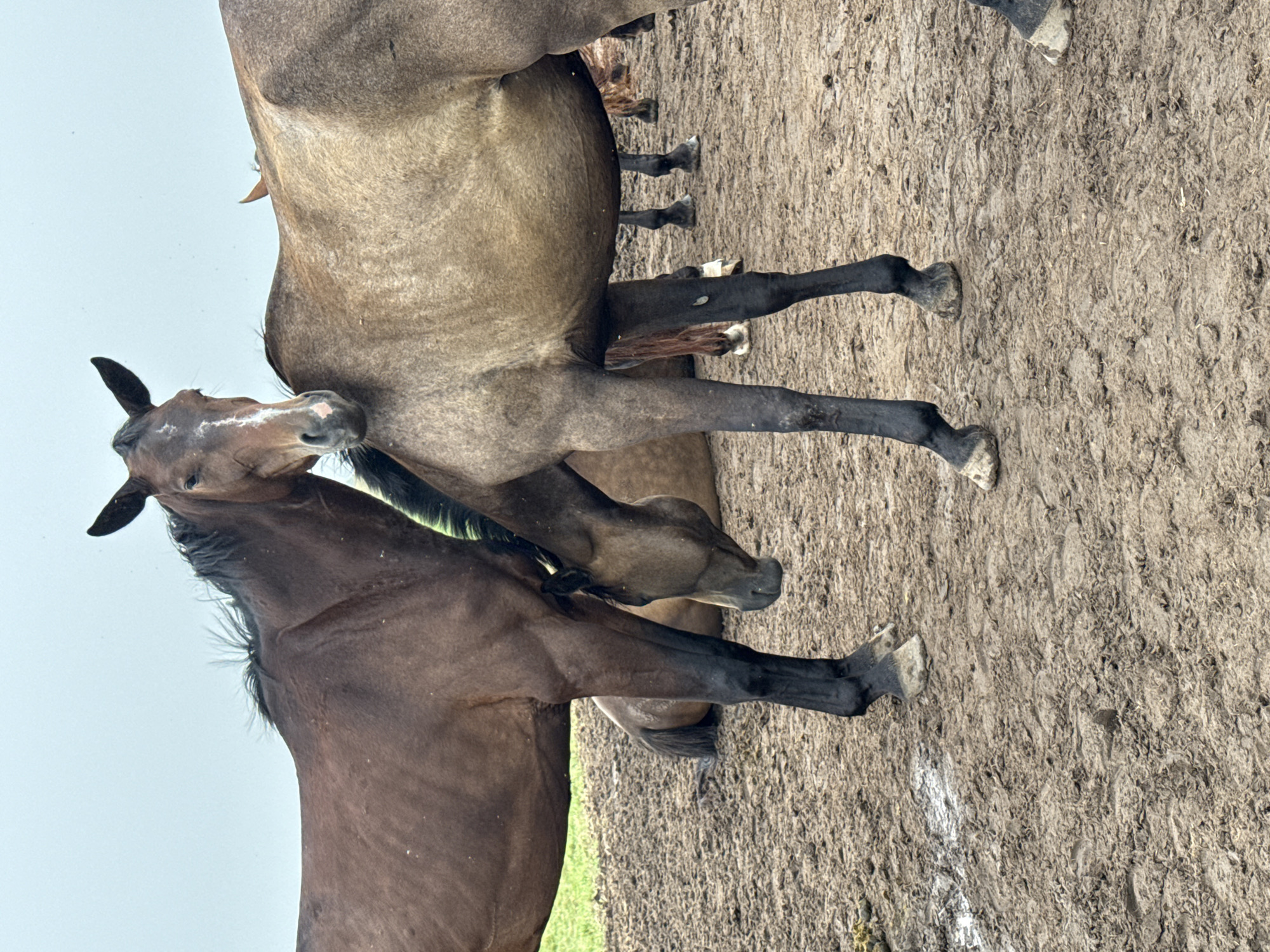 The image depicts a group of horses in a muddy outdoor enclosure. Two horses are prominently in the foreground, one a dark brown and the other a lighter tan, interacting closely. The dark brown horse, facing left, has its head lowered towards the tan horse's back, and its hindquarters are positioned in front of the tan horse. The tan horse stands facing right, with its head turned towards the brown horse. Several other horses are visible in the background, some lying down and others standing. The ground is covered in thick, wet mud with visible hoof prints and some patchy green grass on the left side. The sky is overcast. The context suggests a farm or stable environment. There are no humans or man-made structures immediately visible in the frame that would indicate a specific location within Galinė, Lithuania, beyond the general rural setting implied by the presence of horses.
