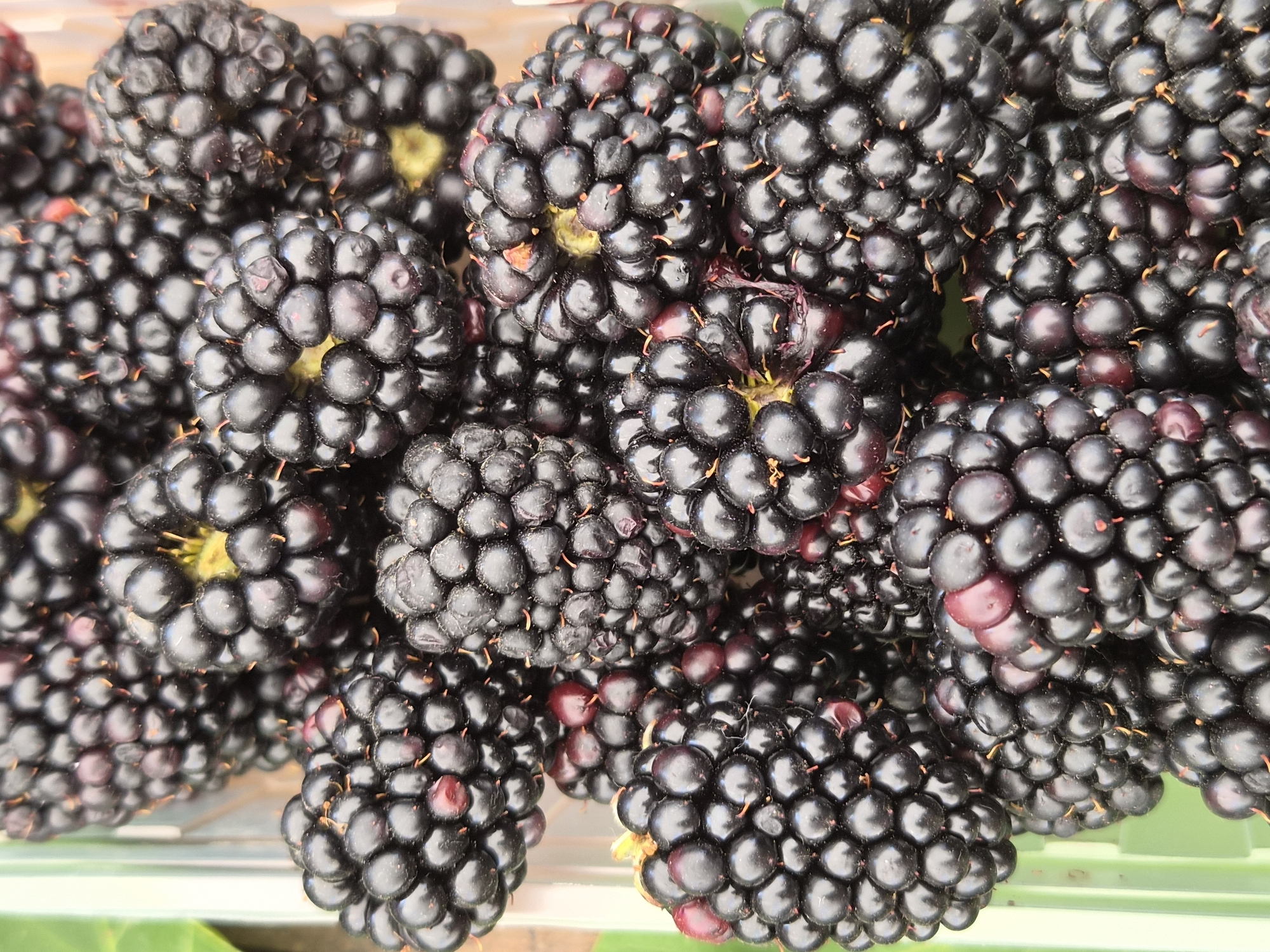 A close-up, overhead shot shows a container filled with ripe blackberries. The berries are a deep, glossy black with some hints of red visible on a few. They are clustered together, with the segmented structure of each berry clearly defined. Tiny, orangey-red filaments extend from the center of some berries. The overall impression is one of abundance and freshness. The container appears to be made of light green plastic, with a slightly textured surface. There is a hint of green foliage in the background, out of focus. The specific location within Maltepe, Turkey, cannot be determined from the visual information provided in the image.