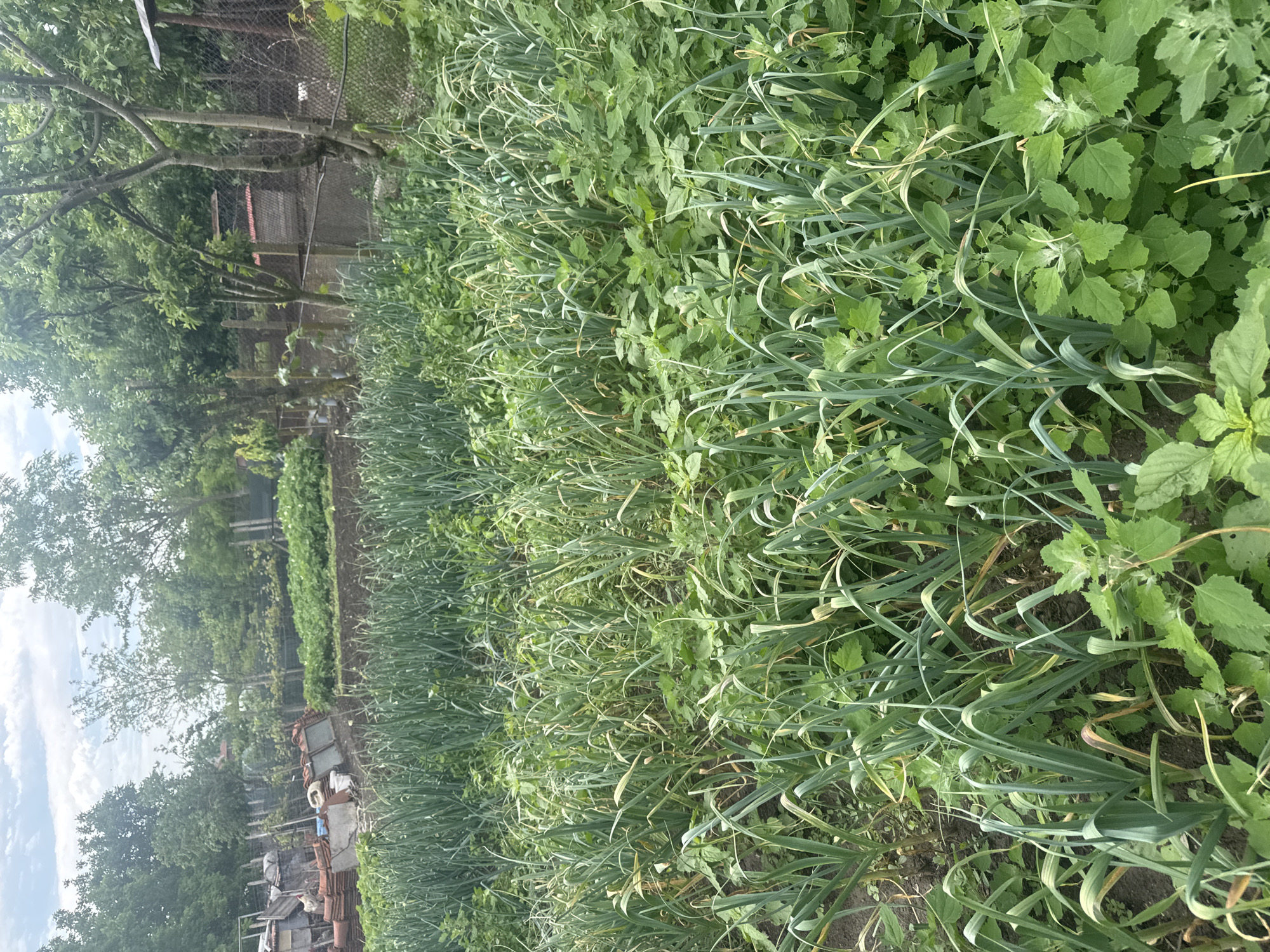 The image depicts a garden, possibly a kitchen garden, located in Sarnevo, Bulgaria. The garden is overgrown with plants, including what appears to be rows of onions or garlic, along with other leafy green plants that may be weeds. The rows are uneven and the plant growth is dense.
In the background, a wire fence is visible, and beyond that, trees and buildings. The presence of stacked materials (possibly roof tiles or bricks) and other gardening equipment can be noted. No people are visible in the image. The overall scene indicates a rural or semi-rural setting in Sarnevo.