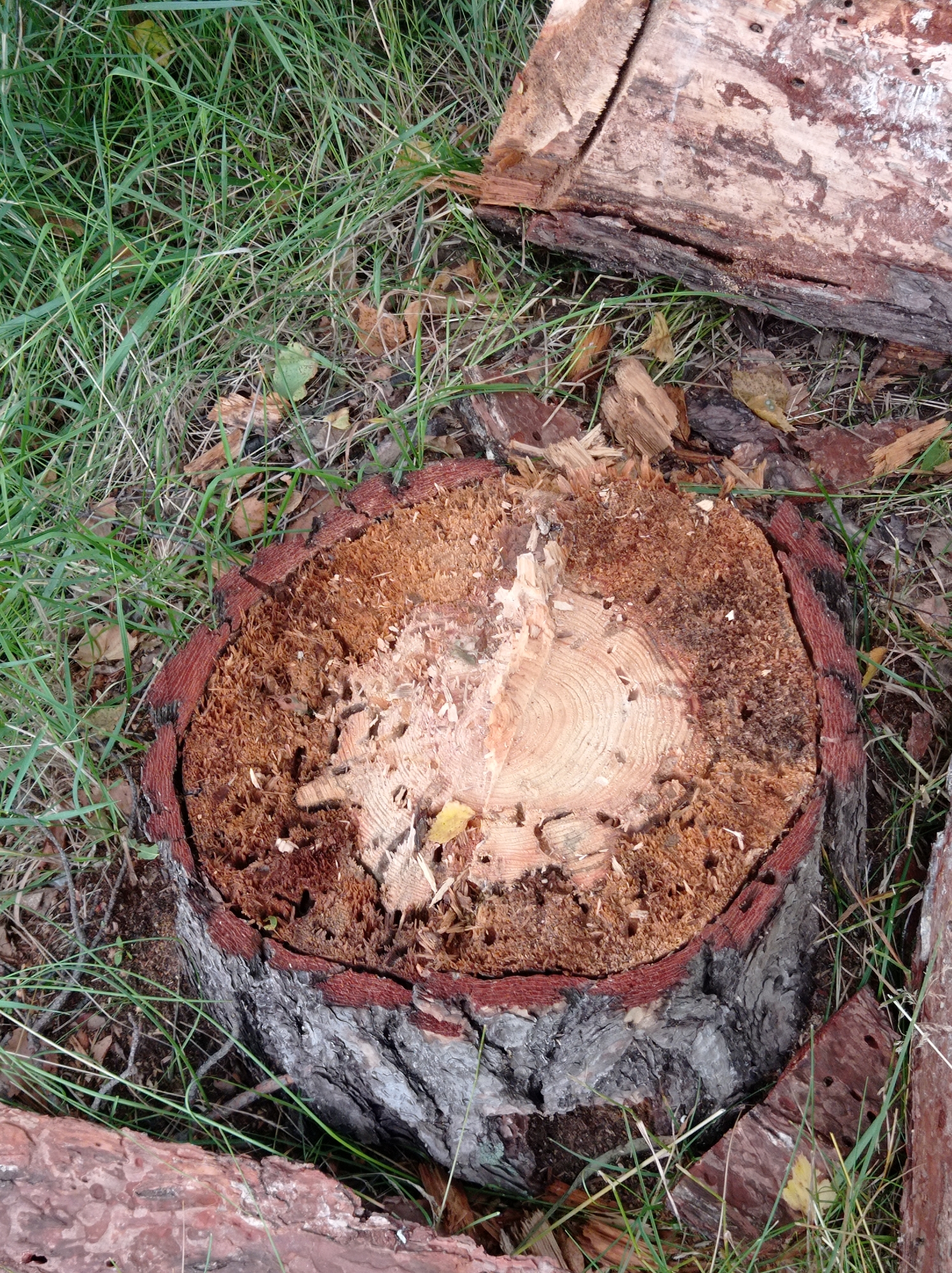 The image shows a close-up, high-angle view of a tree stump surrounded by green grass and fallen leaves, on the ground in what appears to be a park or wooded area. The stump, centrally located, has a rough, weathered surface with visible growth rings. The bark is gray and textured, with a distinct reddish-brown inner layer. Sawdust and wood fragments are scattered across the top of the stump, suggesting recent cutting. To the upper right and lower right of the stump, there are portions of other logs, also appearing weathered and partially covered by grass. The overall impression is one of a natural, outdoor environment, likely in a location like Degtyarsk, Russia, where such natural elements are common.