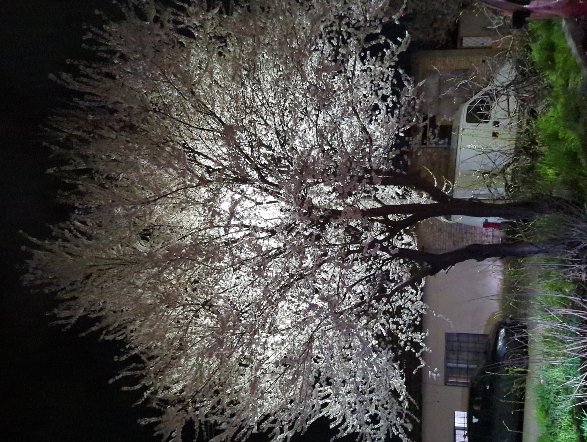 At night in Razgrad, Bulgaria, a flowering tree stands illuminated. Its blossoms are predominantly white, with a glow emanating from within the canopy. To the right, partially obscured by foliage, is a light-colored van parked near a brick building. Below the tree, a dark-colored vehicle is parked, and a window can be seen in the building. The foreground contains some grass and other vegetation. The background is dark, with the illumination concentrated on the tree and immediate surroundings.