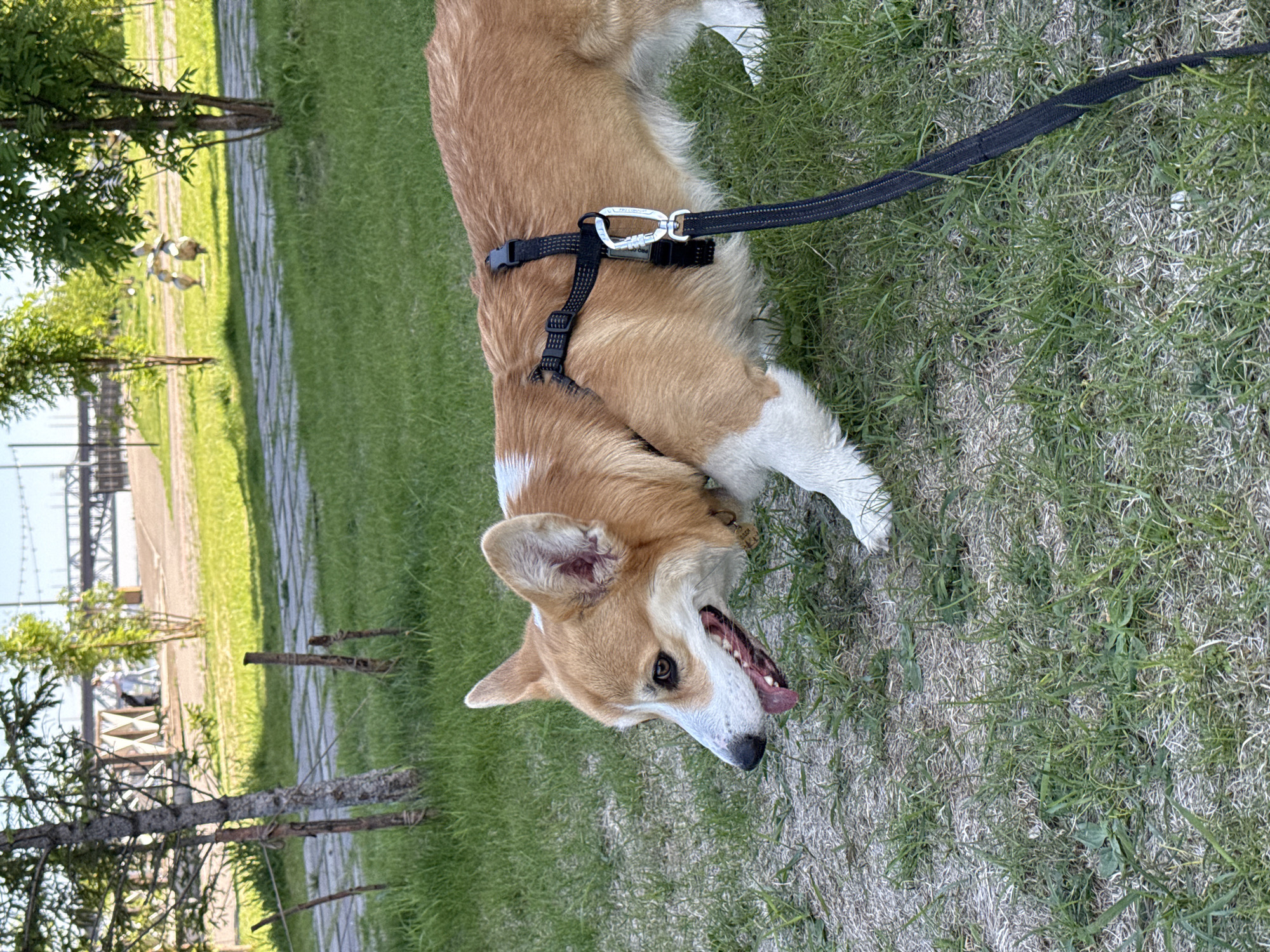 A Corgi dog is prominently featured in a bright outdoor setting in Krasnoyarsk, Russia. The dog, with tan and white fur, is wearing a black harness with a silver carabiner-style clip, which has the text "PRO COMFORT" visible on it. A black leash extends from the harness. The dog's head is turned towards the viewer, with its mouth open and tongue slightly out, conveying a happy or panting expression.
The dog is situated on a patch of green grass, which shows some drier areas. A light-colored paved path runs through the left side of the frame, lined by several small trees with green foliage. In the mid-ground, near the path, several ducks or geese are visible. Further in the background, indistinct metallic structures, possibly part of a bridge or industrial complex, are present under a bright sky. The scene is illuminated by clear daylight, suggesting midday or afternoon. The overall impression is one of a cheerful dog enjoying an outdoor excursion.