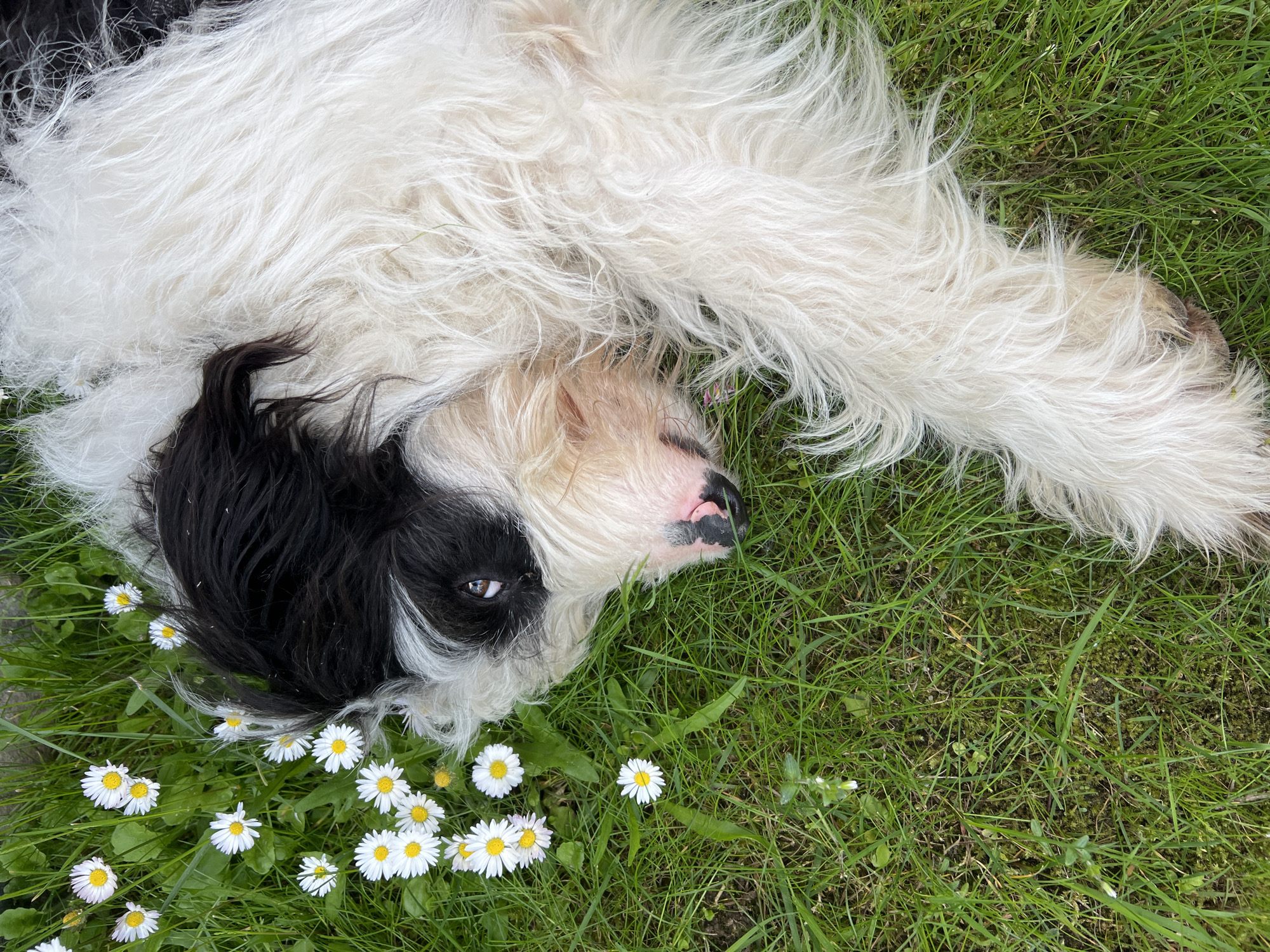 A black and white shaggy dog is lying in green grass surrounded by white daisies. The dog's head is on the left side of the frame, with its body extending to the right. Its eyes are open and looking towards the camera. The dog has a black patch over its left eye and is mostly white with black markings on its head. Its nose is pink and appears wet. The grass is a vibrant green, and there are several small white daisies scattered around the dog. The scene appears to be outdoors, possibly in a park or garden. There is no indication of the city of Samokov, Bulgaria.