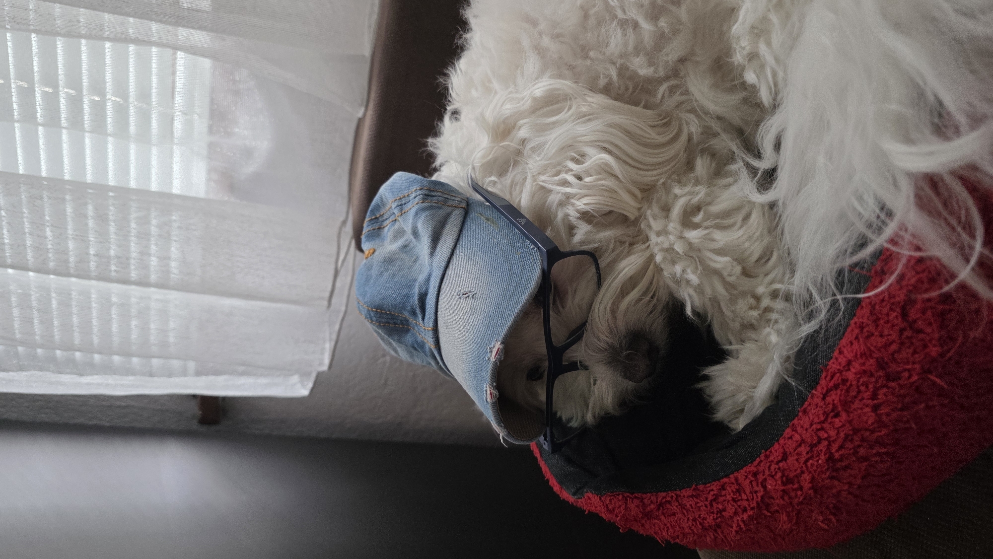 A white, fluffy dog rests in a red and black pet bed. The dog is wearing a small, blue denim hat and a pair of glasses. A partially visible white window blind is in the background. The setting appears to be indoors, possibly in a home. There is no information available to determine if this image was taken in Blagoevgrad, Bulgaria.