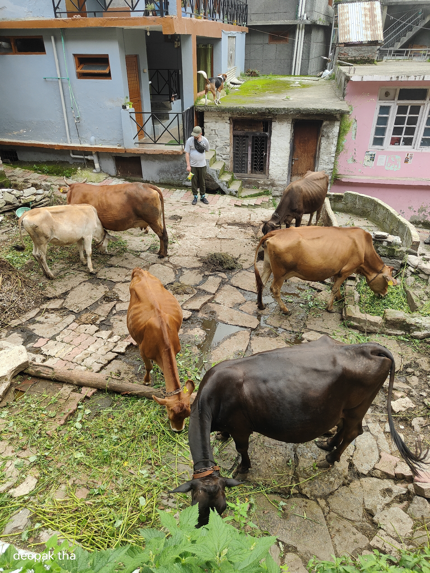 In Vashisht, India, on a paved courtyard, four cows are grazing and standing. One brown cow is in the foreground, facing away from the camera, and a black cow is to its right, also facing away. In the mid-ground, another brown cow is grazing, and a light-colored cow stands beside it. A man in a gray t-shirt and dark pants stands near a building. Two dogs are visible on a rooftop in the background. The environment appears to be a residential area with buildings made of stone and concrete, some painted in blue and pink. The ground is paved with stones and there is greenery and some debris scattered around.