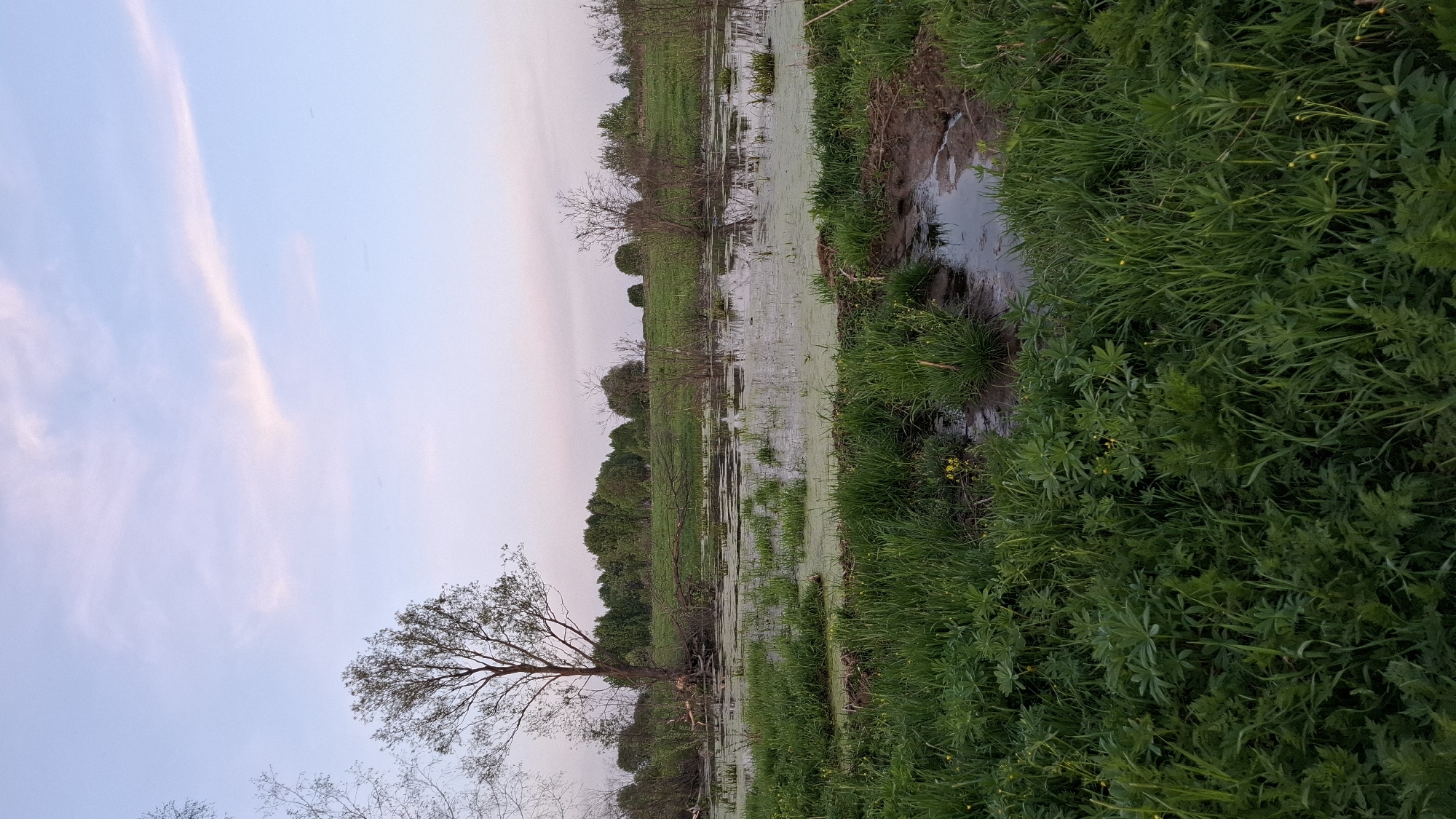 The image depicts a flooded area in what appears to be a marsh or wetland environment. The sky is light blue with streaks of pink clouds, suggesting either dawn or dusk. Lush green vegetation dominates the foreground, bordering a body of stagnant water covered in algae. A tree with bare branches stands prominently to the left, with its roots partially submerged. The water extends into the distance, bordered by a line of trees and shrubs, creating a natural boundary. A small muddy section is visible in the right foreground. The location is stated as Шешурга, Russia. There are no people visible.