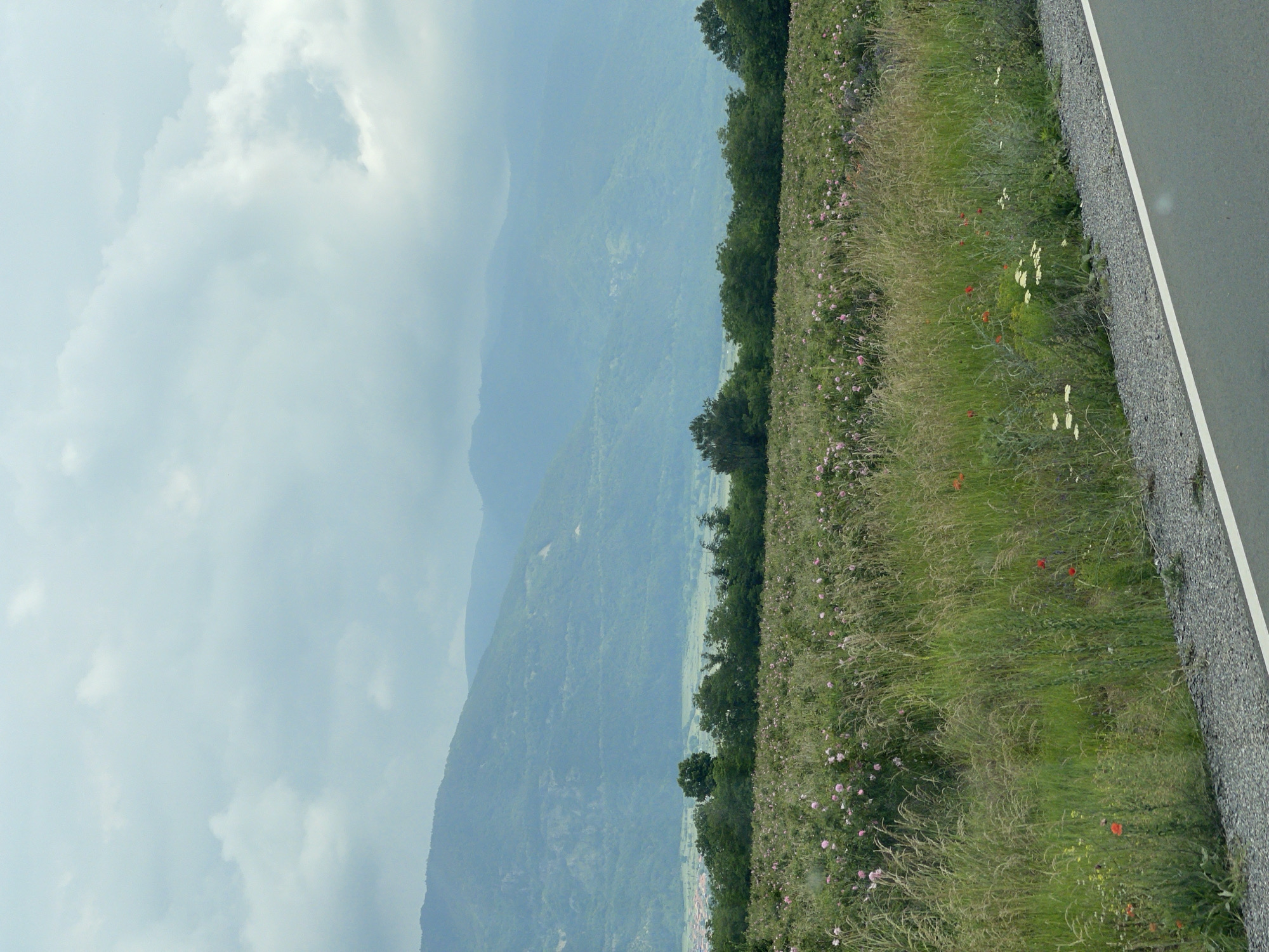 This vertical composition captures an agricultural landscape under an overcast sky in Rozino, Bulgaria. The upper third of the image is dominated by a pale blue-grey sky filled with diffused, mostly featureless clouds. Below the sky, a series of mountain ranges recedes into the distance, appearing progressively lighter blue due to atmospheric haze. The mountains are covered in dense, dark green vegetation, likely forests.
In the mid-ground, at the base of the nearest mountain range, a verdant valley or plain is visible, containing a cluster of dark green trees and sparse vegetation. To the far left, a portion of a settlement, identified as Rozino, is visible with reddish-brown rooftops nestled against the foothills.
The middle and lower sections of the image feature an expansive field cultivated with oil-bearing roses (Rosa damascena), identifiable by numerous light pink blossoms scattered amongst dark green foliage. This rose field is interspersed with taller, lighter green and brownish-yellow grasses, indicative of a rural environment. Along the immediate foreground, a strip of wild grasses and various wildflowers, including prominent red poppies, small white flowers, and yellow blooms, grows alongside the field.
A narrow strip of grey gravel separates the grassy verge from a paved, dark grey asphalt road, which occupies the lower right corner of the frame. A solid white line marks the edge of the road, running parallel to the gravel strip. No people or animals are visible in the scene. The overall lighting is soft and even, consistent with an overcast day.