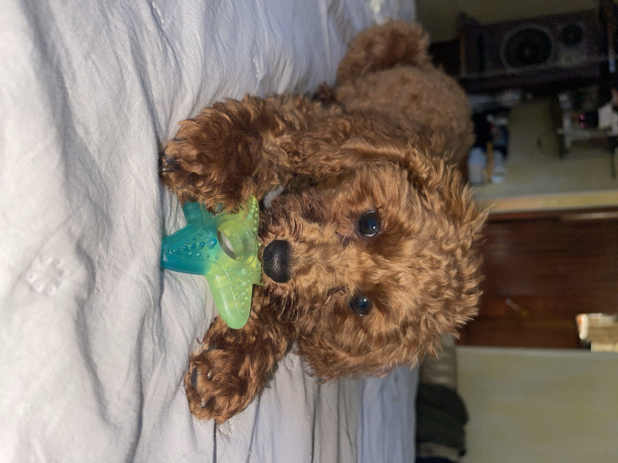 A small, brown, curly-haired dog, resembling a poodle or poodle mix puppy, is prominently featured in the image, lying on a light-colored, crumpled bed sheet. The dog is positioned in the center-left of the frame, holding a translucent green and blue star-shaped toy in its mouth and between its front paws, appearing to chew or play with it. Its head is slightly tilted, and it looks directly at the camera with large, dark, attentive eyes, conveying curiosity and engagement. The dog's nose is black and appears wet.
The background is softly blurred but indicates an indoor setting, likely a bedroom or living space. Vague shapes and forms suggest furniture or electronic devices, with one crop showing what might be a speaker or similar item. The lighting appears somewhat dim, consistent with an indoor environment, potentially during the evening or night, or in a room with artificial light. No specific weather conditions or time of day are discernible from the image. There are no visible location cues within the image that point to Sofia, Bulgaria, and no visible text. The overall scene captures a cute and playful moment of the dog interacting with its toy.