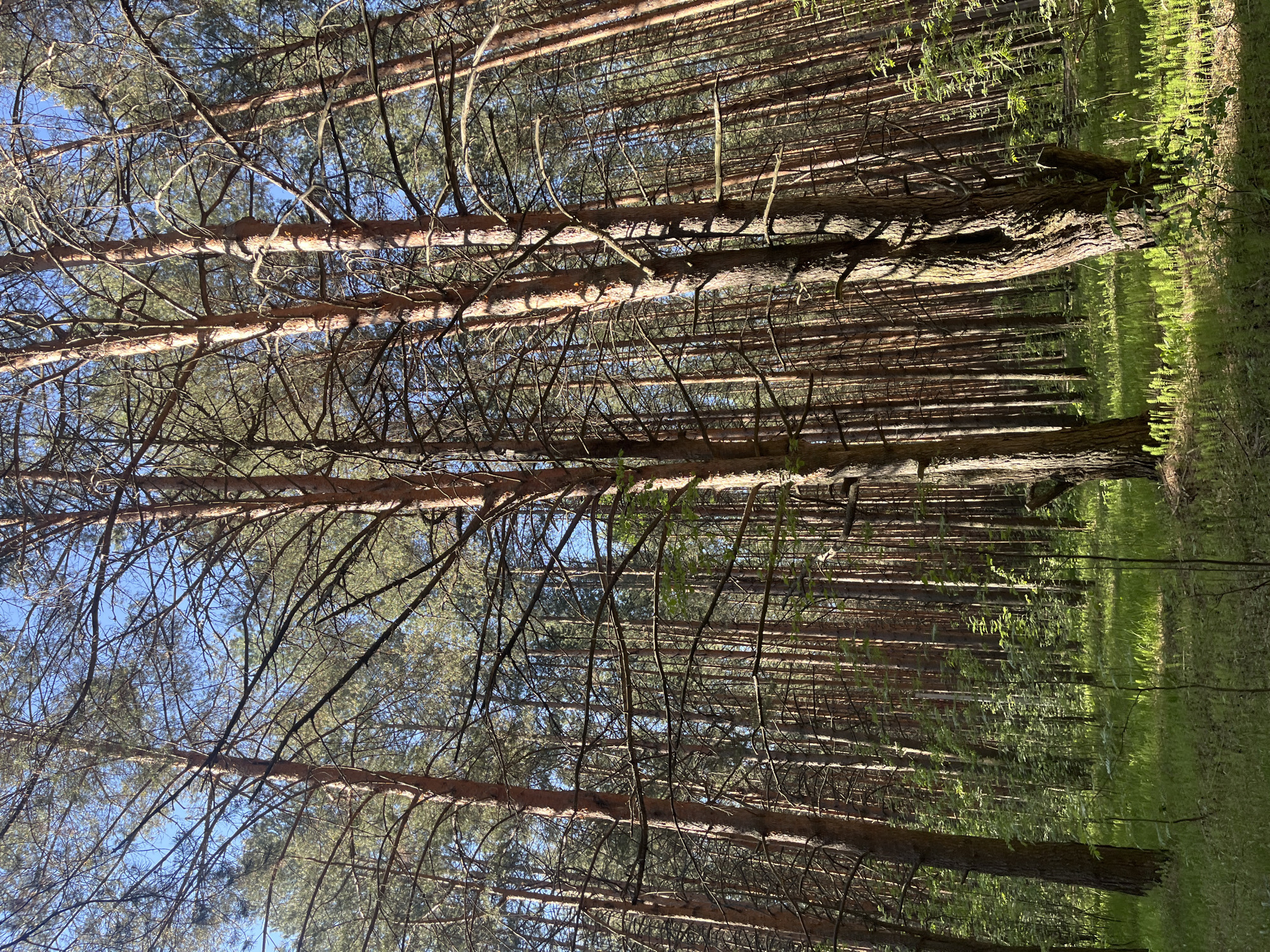 The image depicts a forest scene, characterized by closely packed, tall, slender trees with mostly bare branches near the top, allowing glimpses of a blue sky above. The forest floor shows patches of green vegetation, potentially grass or other low-growing plants. The location is presumed to be near or within the city of Chaikovsky, Russia.