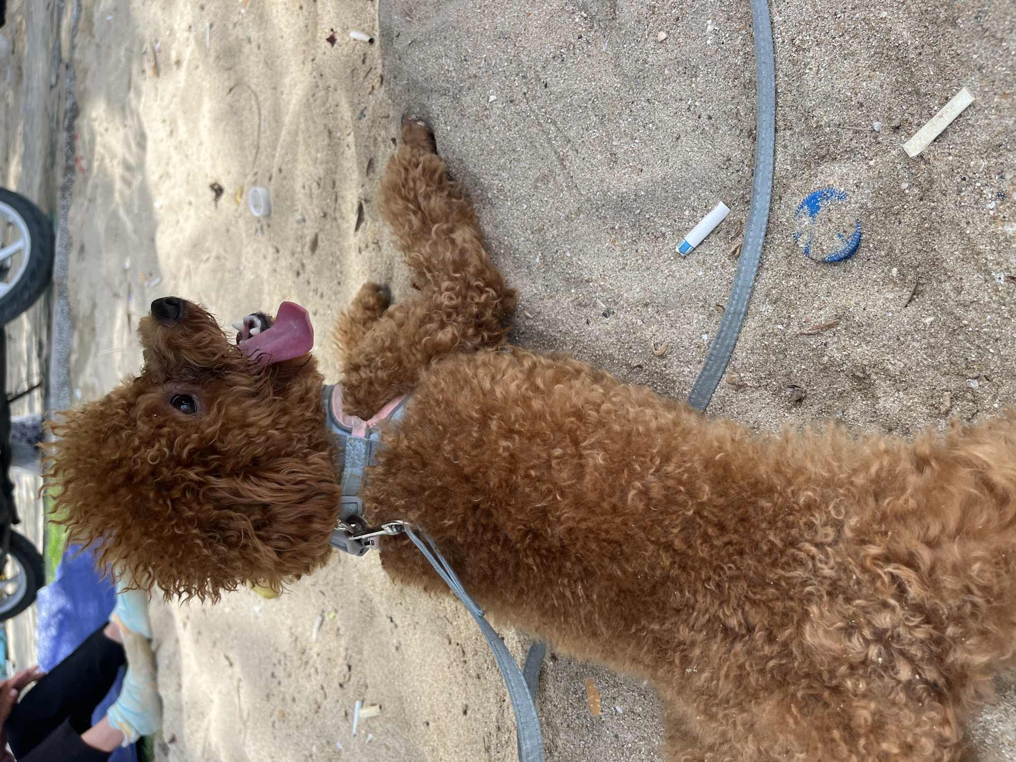 A brown poodle with a light blue collar and leash lies on sandy ground, possibly a beach, in what appears to be Bac Nha Trang Ward, Vietnam. The dog has its tongue out. Debris, including a blue bottle cap, a white cigarette butt, and a white stick-like object, are scattered on the sand. A stroller or wagon wheel is visible on the left side of the frame, partially obscuring a person's legs and feet.