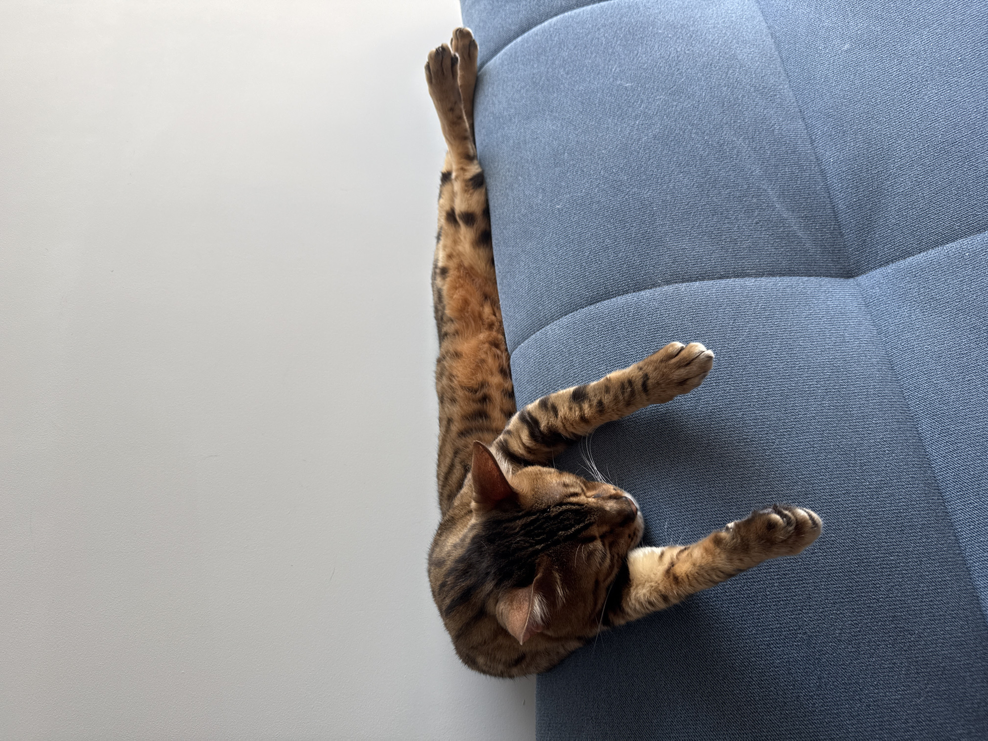 A brown and black striped cat is lying stretched out on top of a blue couch, with its front paws dangling over the edge. The cat's eyes are closed, and its head is lowered, suggesting it is asleep or resting. The background is a plain, light-colored wall. The image was taken in Sochi, Russia.