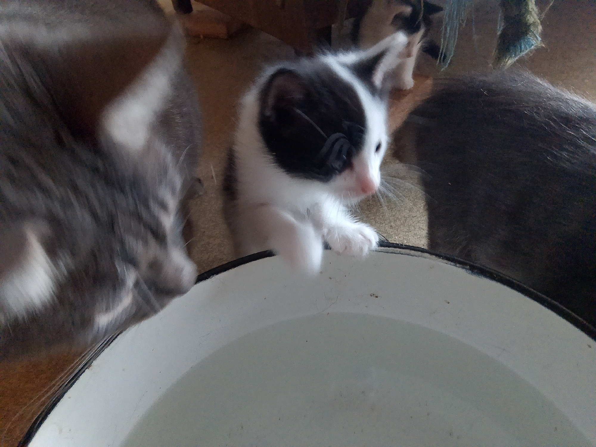 A black and white kitten is cautiously approaching a white metal basin filled with water. The kitten is on the right side of the frame, with its front paws on the rim of the basin. Its head is turned to the left, and it appears to be sniffing or testing the water. To the left of the kitten, a grey cat is partially visible, its head and body blurred as if in motion. The background is dimly lit and appears to be an indoor domestic environment, possibly a floor in Kovrov, Russia. The scene suggests a moment of exploration and curiosity from the kitten.