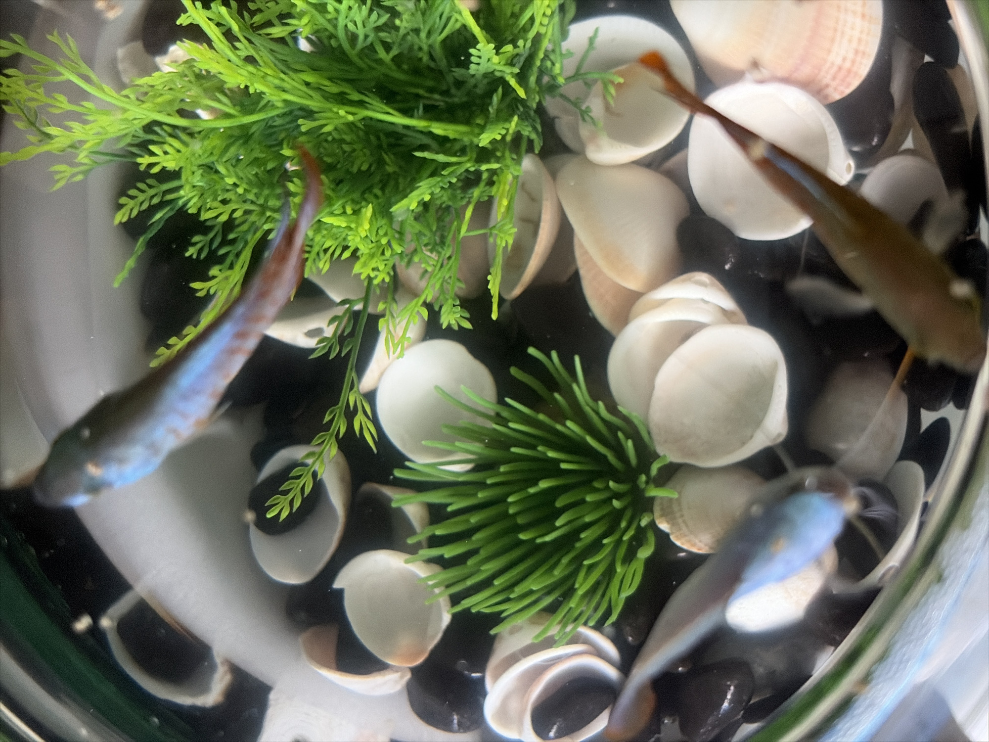 This is a close-up, top-down shot of a small aquarium filled with water. The substrate consists of black pebbles and numerous white and beige seashell fragments. Two artificial green plants are visible, one spiky and clustered, the other more feathery. Three small fish are present in the aquarium. One fish, positioned in the upper center, has a dark body with a striking iridescent blue stripe along its back. Another fish is visible in the lower left, appearing mostly dark with a lighter underside and a hint of blue. The third fish, in the lower right, is elongated and reddish-brown with a thin blue stripe on its tail. The fish are in motion, and some are slightly out of focus. The lighting is bright, causing some glare and reflections on the curved glass of the aquarium. There is no indication of location in Moscow, Russia.