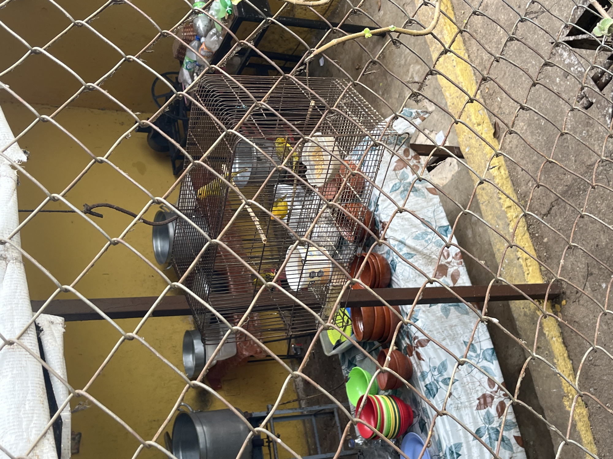 The image captures an outdoor market stall in El Valle del Espíritu Santo, Venezuela, characterized by a yellow-painted wall and a dirt floor. A chain-link fence in the foreground partially obstructs the view of the stall's contents. The stall features a metal birdcage containing several small yellow birds. Inside the cage, there is a food dispenser and perches. To the left of the cage, a table is covered with a floral-patterned cloth, on which a stack of colorful plastic bowls and several brown ceramic bowls are arranged. Behind the table, larger metal containers are visible. To the right of the birdcage, a table holds plastic bottles and other miscellaneous items. A support pole for a white tarp is also present. The overall scene suggests a vendor selling birds and related supplies.