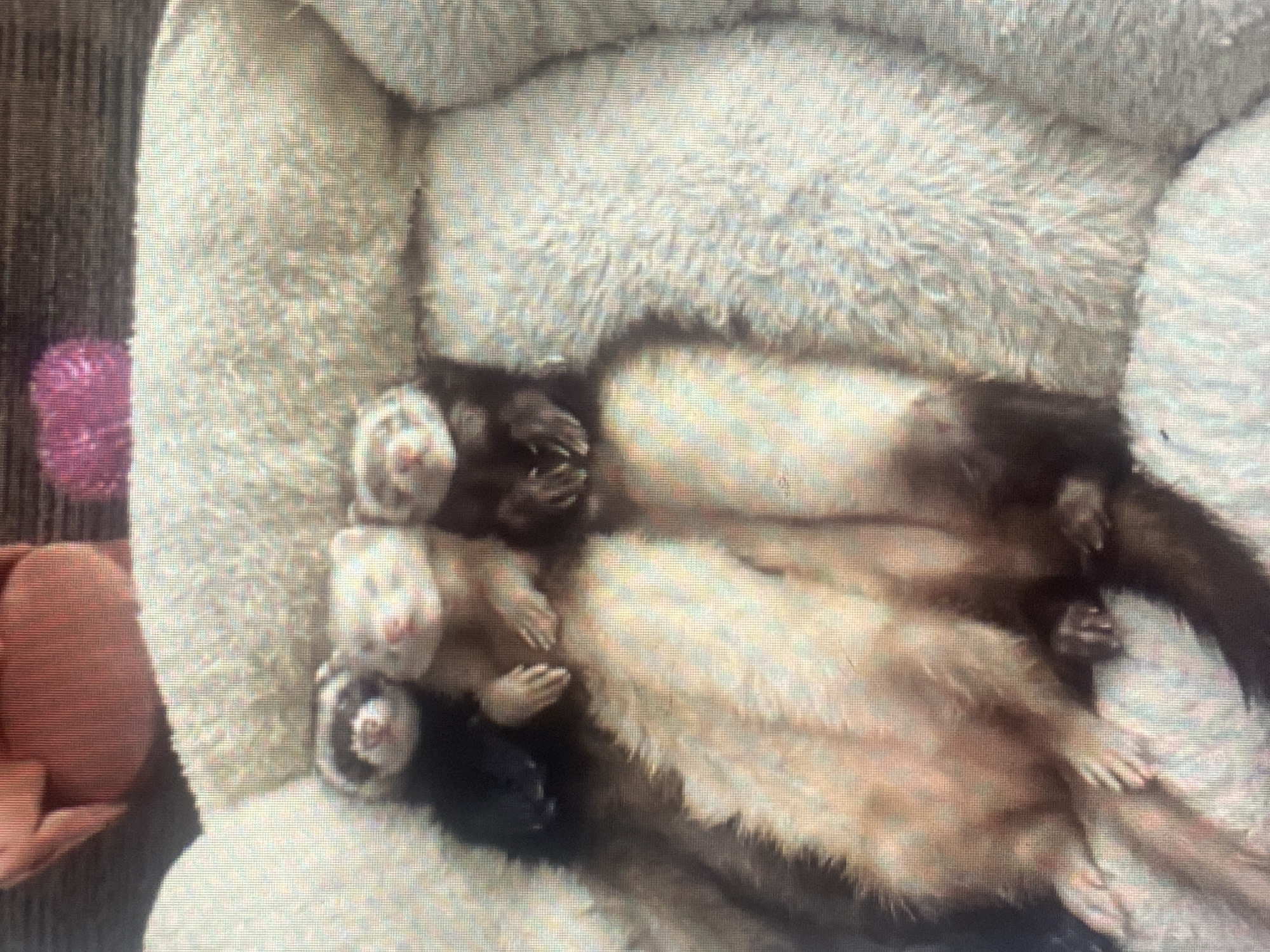 The image shows three ferrets sleeping together on a soft, white surface, possibly a pet bed. The ferrets are positioned in a way that suggests they are very comfortable and close to each other, with their bodies intertwined. The ferret on the left is darker in color, with a distinctive black mask over its eyes. The middle ferret is lighter, with a creamy white coat and pinkish ears. The ferret on the right is also darker, with a similar mask to the one on the left. Their paws are visible, and they appear to be relaxed in their sleep. The background is blurred, but it seems to be indoors, with a hint of a reddish-brown object and a pinkish fuzzy object at the top of the frame. There is no discernible location in the city of Rybnitsa, Moldova, or any urban elements present in the image.
