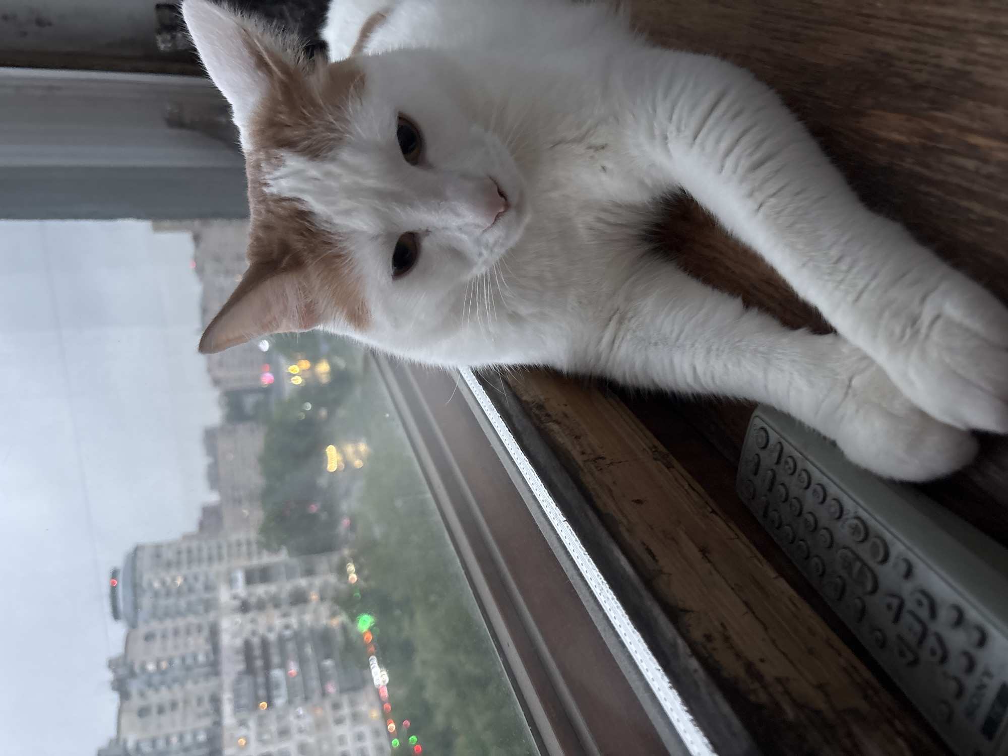 A white cat with orange markings sits on a wooden surface, looking down. The cat is in the foreground, with its paws crossed. Behind the cat is a window with a view of a city skyline. The buildings appear to be apartment blocks. The sky is overcast. A television remote control is visible on the wooden surface to the left of the cat. The scene is likely indoors, near a window. The image does not provide enough information to determine the specific location in Sinyavino, Russia.