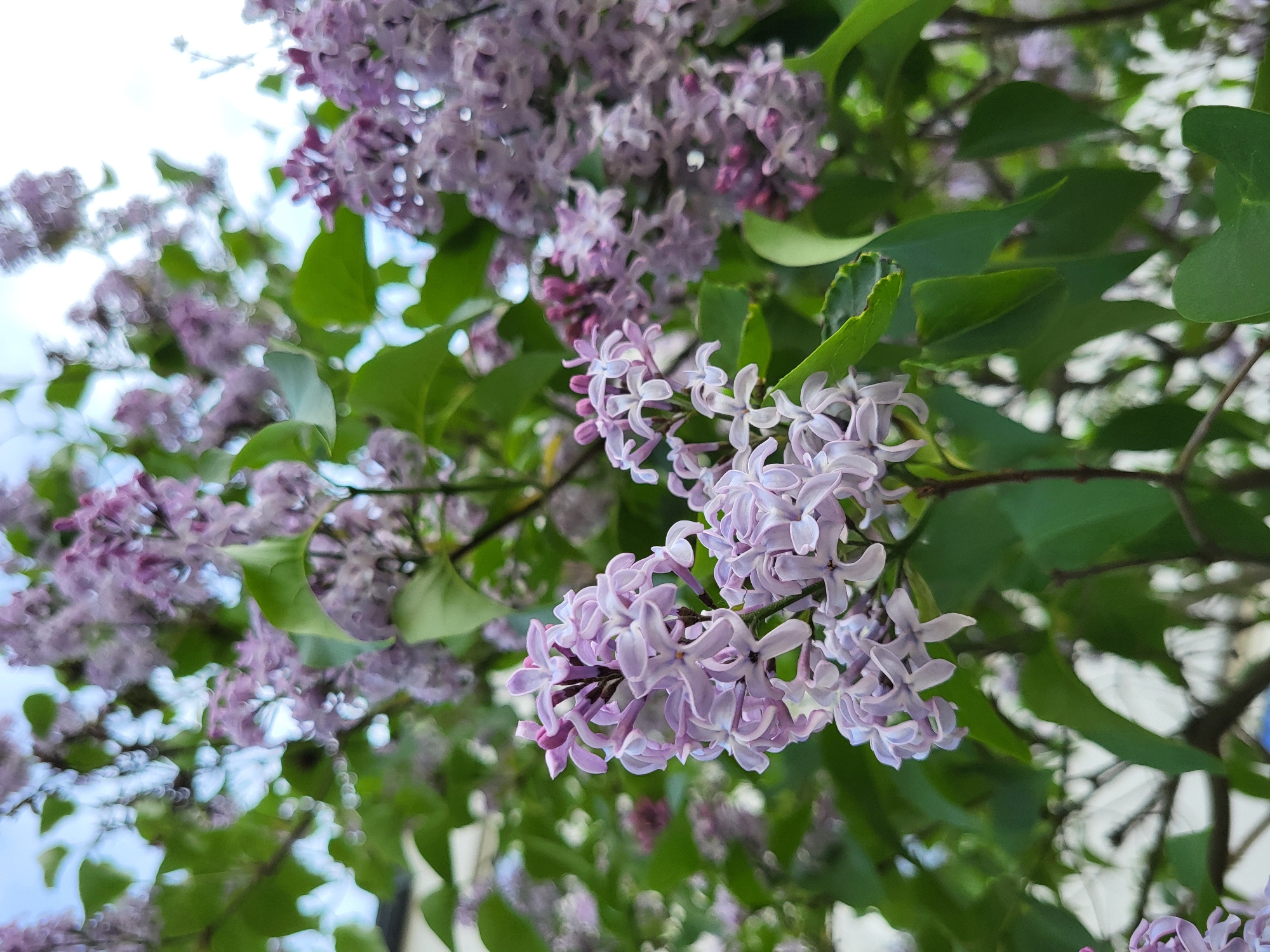 The image shows a close-up view of lilac flowers blooming in an outdoor setting. The lilac flowers are primarily lavender in color with some deeper purple buds visible. They are clustered together on branches, with several green leaves interspersed. The background includes a glimpse of a light sky. The location appears to be an urban area, but the specific city is unknown.