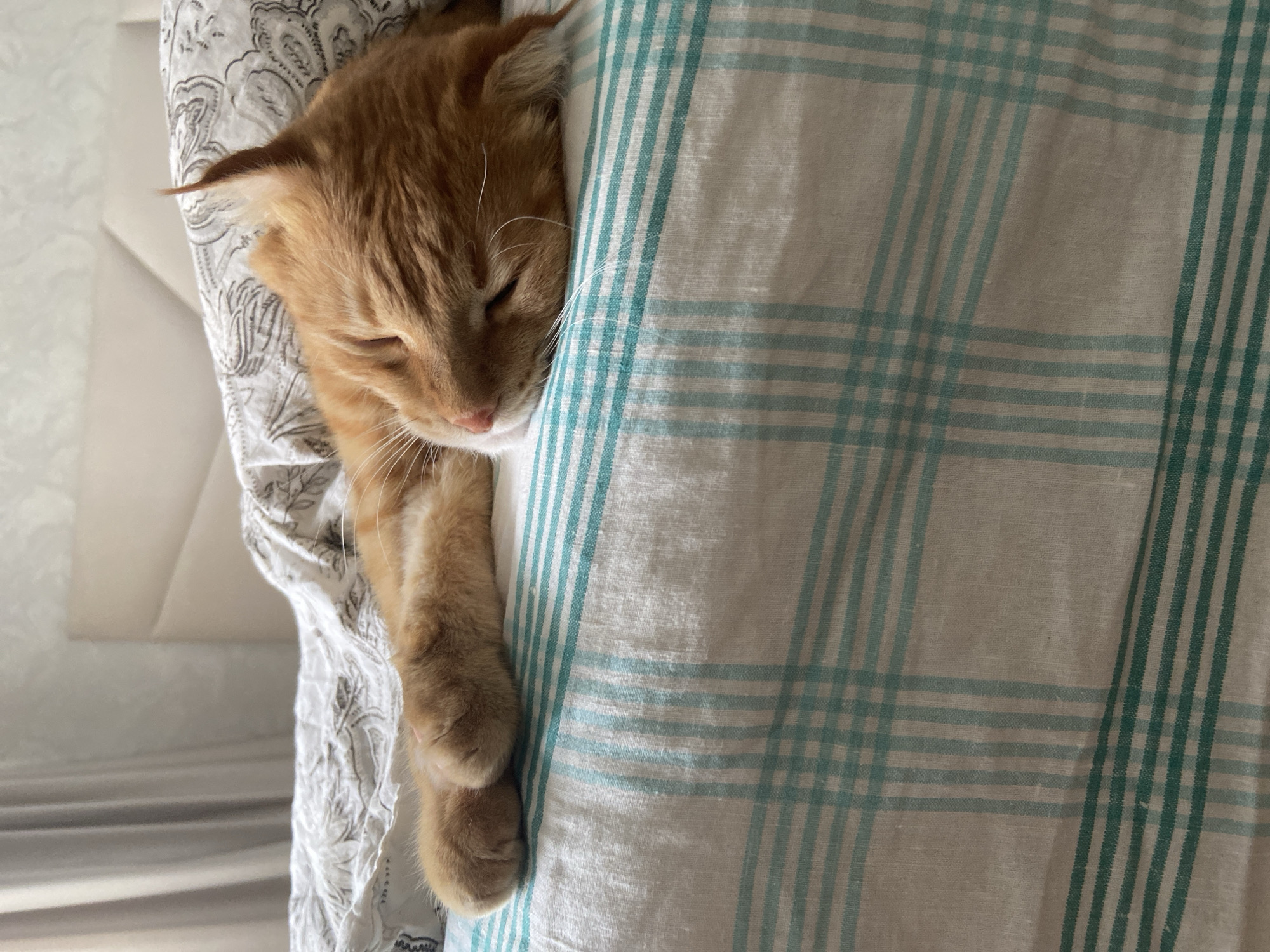 An orange tabby cat sleeps on a bed covered with a white and green plaid duvet and a patterned pillow. The cat is curled up, its head resting on the pillow and its paws tucked underneath its body. The lighting suggests it is daytime, with natural light coming from the left side of the frame. The background shows a portion of a headboard and curtains. The scene appears to be a domestic bedroom. There is no indication of the city of Balashikha, Russia, or any other specific location.