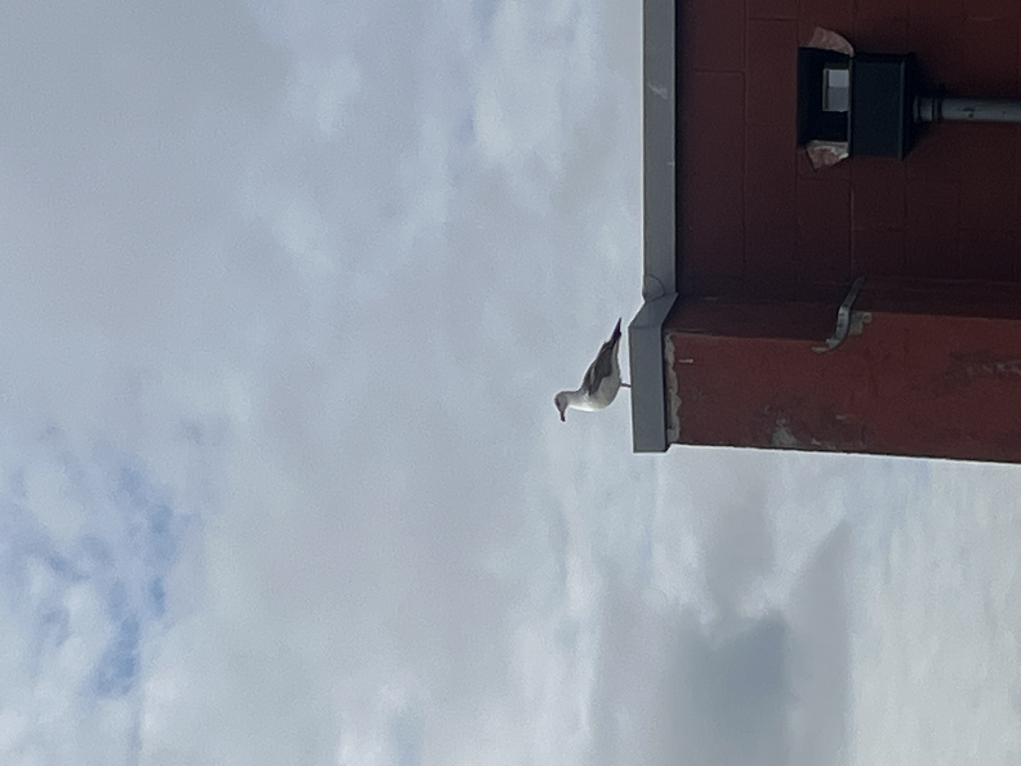 A medium shot of a seagull perched on the corner of a brick building against a cloudy sky. The building is red brick with gray trim and features a black electrical box with some sort of insulation peeking out. The seagull is white and gray, facing left. The sky is predominantly overcast with a few patches of lighter clouds. The location cannot be ascertained from the picture alone.