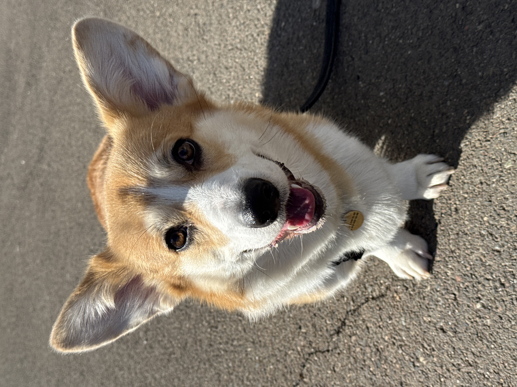 A close-up, high-angle shot shows a Pembroke Welsh Corgi dog with tan and white fur looking up at the camera. The dog's tongue is slightly visible. The dog is standing on asphalt with some visible cracks. A leash is partially visible in the background. A shadow is cast to the right of the dog. A dog tag is visible. There is no indication of the image being taken in Krasnoyarsk, Russia.
