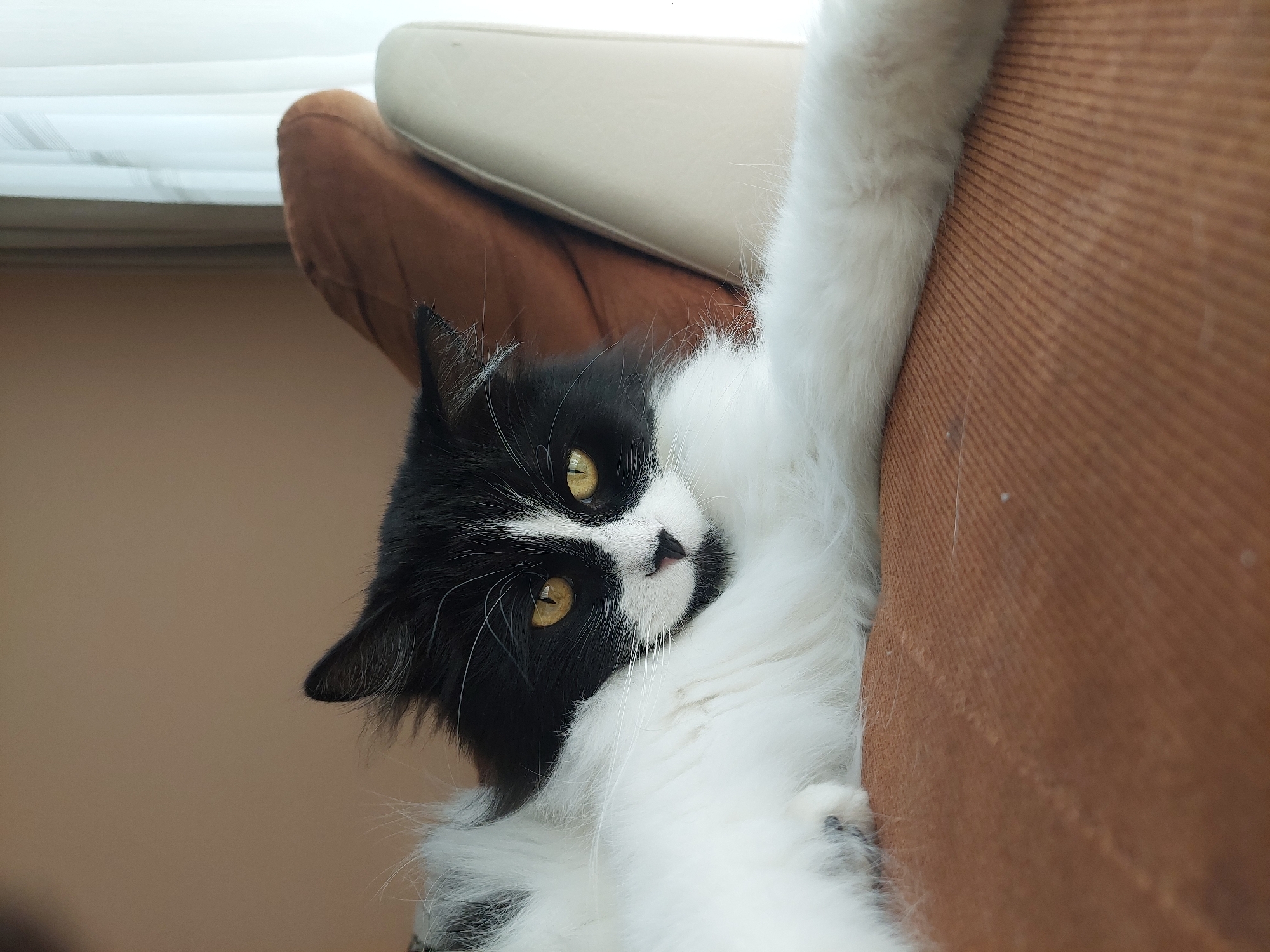 A close-up, vertically oriented indoor photograph displays a long-haired black and white cat reclining on a brown upholstered sofa or armchair. The cat, characterized by its tuxedo-like markings, lies with its head tilted, gazing directly at the camera with large, striking yellow-amber eyes. Its face features prominent black fur around the eyes and ears, contrasted by a white muzzle, chin, and a thin white stripe extending down from its forehead to its black nose. Numerous long, white whiskers are visible.
The cat's fluffy white chest and belly are prominent, while its black paws are partially visible against the white fur. One plush white foreleg is stretched upwards and outwards, resting against a lighter, possibly beige or off-white, cushion or armrest, which is partially visible at the top of the frame. The cat appears to be in a relaxed posture, either on its back or side, with its body extending towards the right of the image.
The setting appears to be a domestic interior. The brown upholstery of the furniture exhibits a subtle, ribbed texture. In the upper left background, a bright white area suggests a window or another strong light source, indicating natural illumination. A plain, light brown wall forms the backdrop behind the sofa. The cat's expression conveys a sense of calm and attentiveness. There is no visible text.