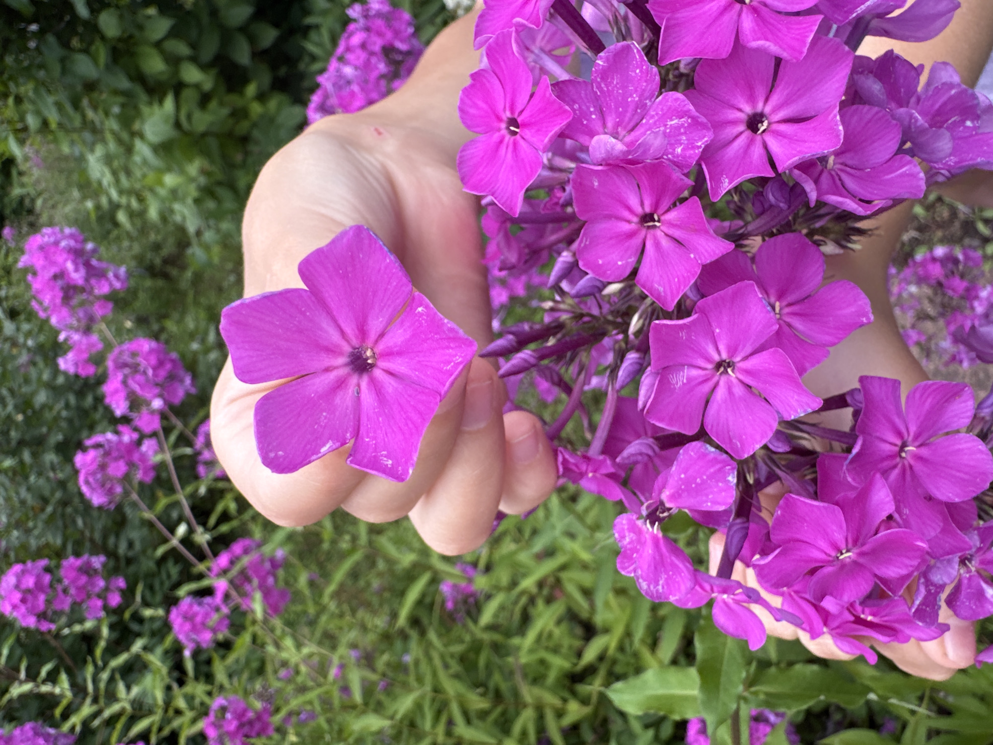 A close-up shot shows a person's hands holding a cluster of bright pink phlox flowers. One hand is visible on the left, holding a single bloom, while both hands are supporting a larger bunch of flowers on the right. The flowers are in full bloom with some buds visible. The background consists of lush green foliage and more pink phlox flowers, suggesting an outdoor garden setting. The image appears to be taken in the city of Manskiy, Russia, as per the prompt's context.