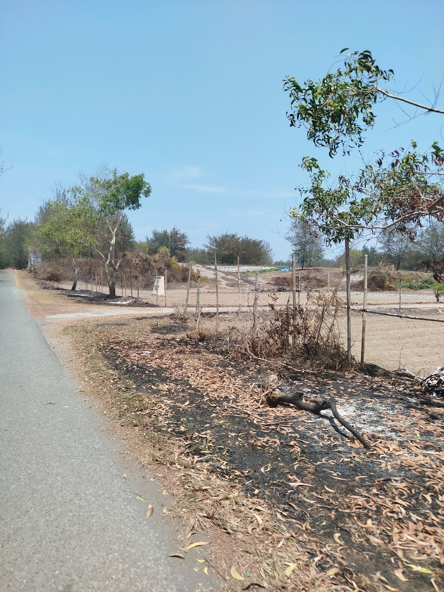 An eye-level outdoor medium shot captures a road on the left and a burnt area on the right. The road is paved and runs diagonally into the distance. On the right, a patch of dry leaves covers the ground, some of which are blackened from fire. A few charred branches lie on top of the leaves. A makeshift fence, constructed from bamboo poles and wire, separates the burnt area from the road. In the background, several trees with green leaves are visible, along with more sparse vegetation. The sky is clear and blue. This scene is located in Setrojenar, Indonesia.