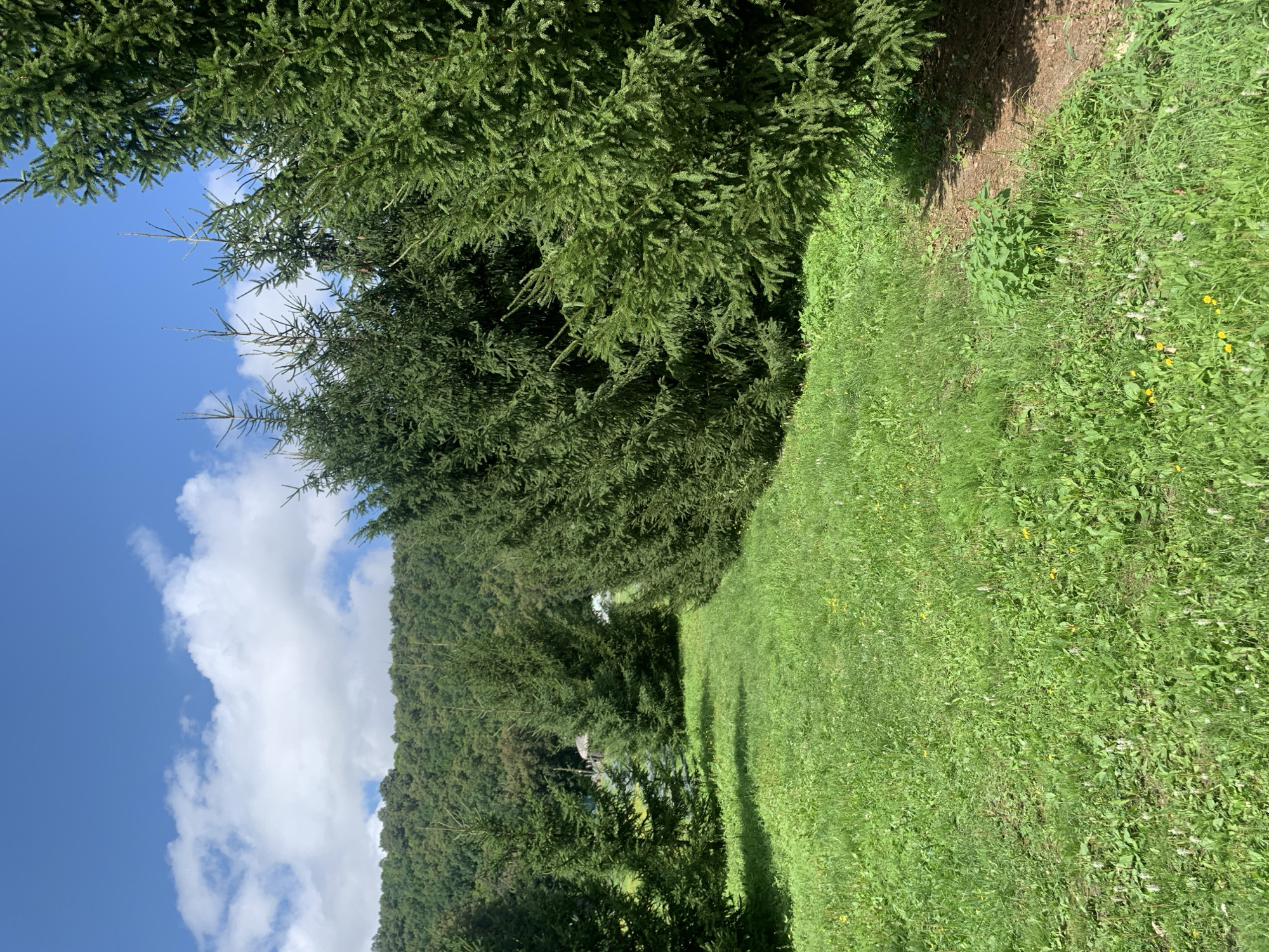 The image depicts a natural scene with a focus on foliage and a bright sky. In the foreground and mid-ground, lush green grass covers a sloping area, interspersed with small yellow and white wildflowers. To the left, the dense branches of evergreen trees dominate the frame, their needles creating a textured canopy. These trees line a wooded hillside that recedes into the distance. A path or clearing is visible within the trees on the hillside, and a small structure, possibly a shed or small building, can be seen nestled amongst the trees. The sky above is a vibrant blue, with fluffy white clouds scattered across it. The sunlight suggests it is daytime, likely late morning or early afternoon, and the weather appears to be clear and pleasant. The overall impression is one of a peaceful, rural or wilderness setting, with no people or specific objects of interest other than the natural landscape. The orientation of the image is landscape, with the trees and grass running vertically and the sky horizontally. The colors are predominantly green and blue, with touches of yellow and white from the flowers. There is no visible text in the image.