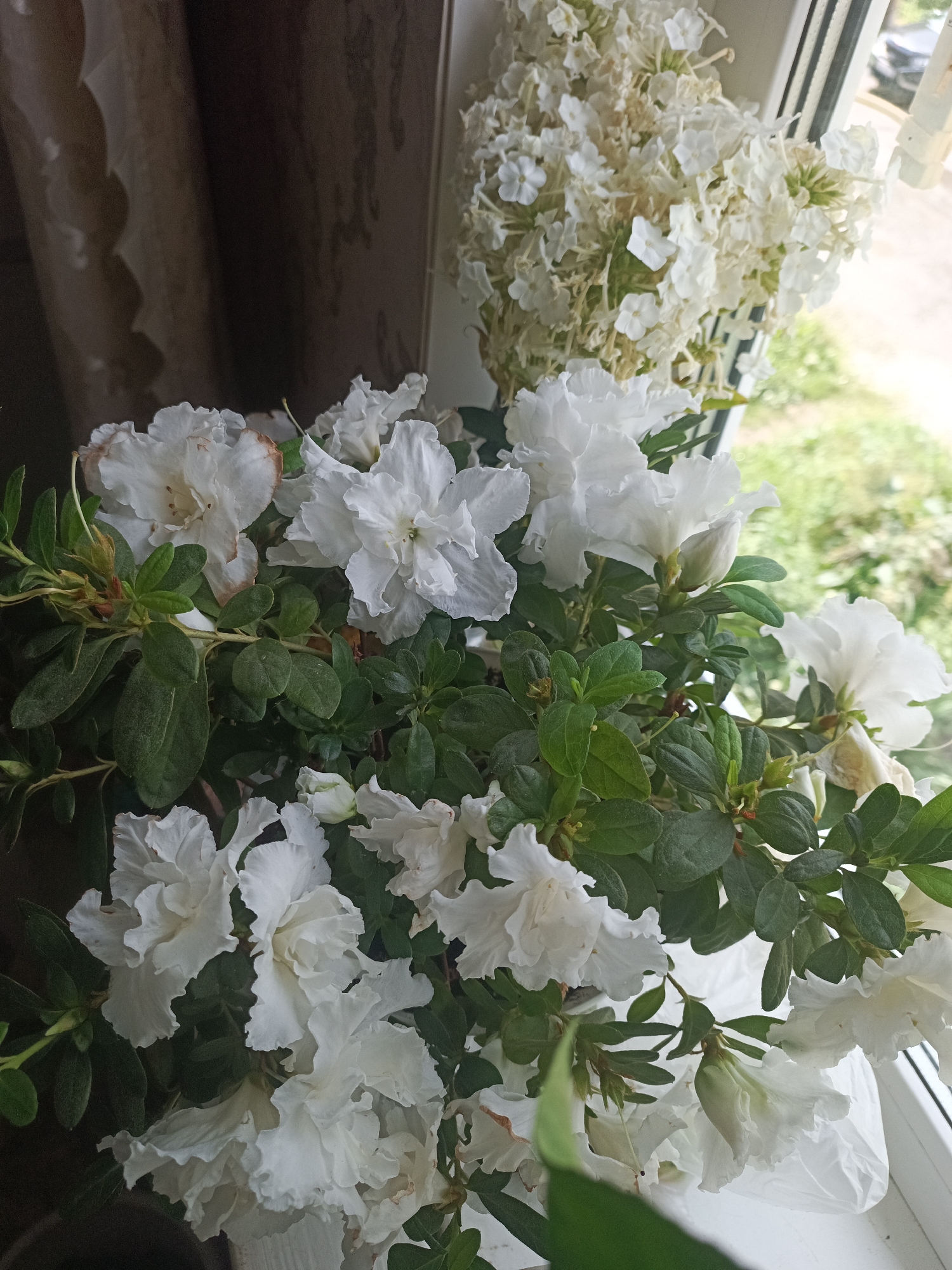 A close-up, vertical shot captures a cluster of white azalea flowers and their green foliage, with a blurred background indicating an indoor setting near a window. The flowers are delicate and ruffled, with some showing signs of browning on the edges. To the right and slightly above the azaleas, a bouquet of white phlox flowers is visible, also appearing somewhat wilted. The background reveals a curtain on the left, and through the window on the right, a suggestion of greenery and a parked car can be discerned, implying an urban environment in Sredneuralsk, Russia. The lighting appears natural, coming from the window, and illuminates the textures of the petals and leaves.
