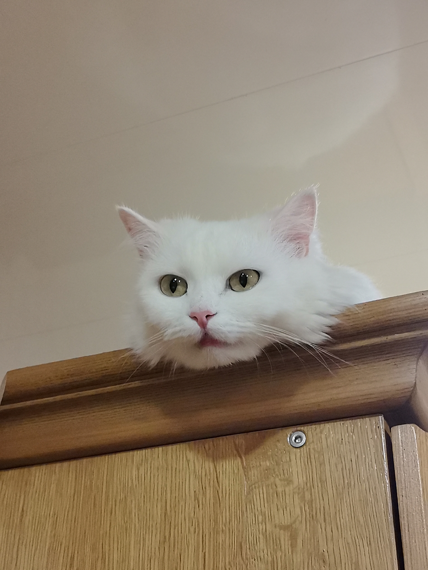 An indoor, eye-level shot captures a white Persian cat with light green eyes and a pink nose resting its head on the top edge of a wooden cabinet. The cat's head is the main subject, with its fluffy white fur extending outwards and framing its face. The background consists of a pale, textured ceiling. The cabinet appears to be made of light-colored wood with visible grain and features a silver screw on its surface. The lighting suggests an indoor environment, likely during the day. There is no specific information available to determine the location within Saransk, Russia.