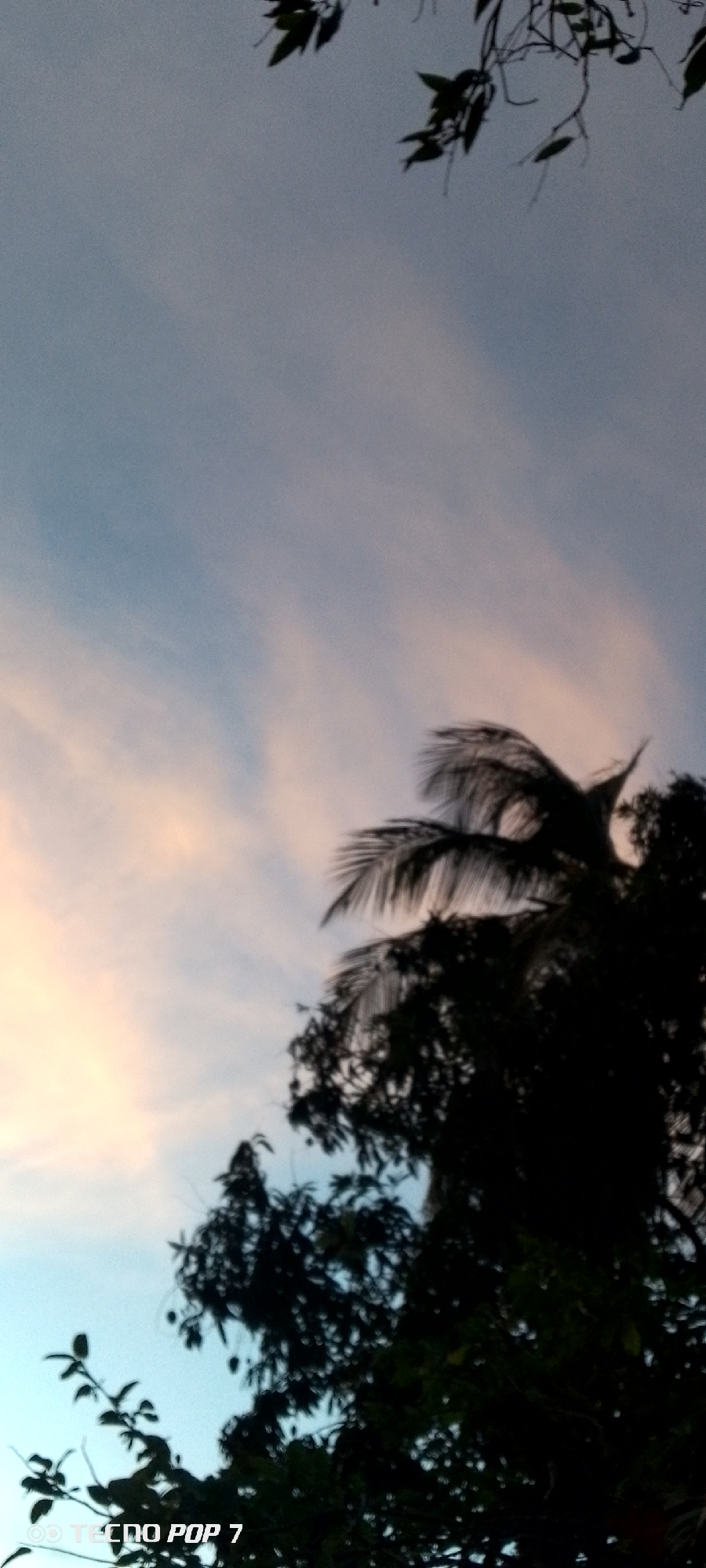 This is a photograph taken at sunset in Altagracia, Venezuela. The image is dominated by a sky filled with soft, wispy clouds that are tinged with pink and orange hues from the setting sun, contrasting with areas of pale blue sky. Silhouetted against this backdrop are the dark shapes of trees, including what appears to be a palm tree with its fronds fanned out towards the sky, and other leafy foliage. The lower left corner of the image contains a watermark that reads "TECNO POP 7". No people or distinct actions are visible. The overall atmosphere is serene and captures the transitional light of dusk in a natural, outdoor setting.