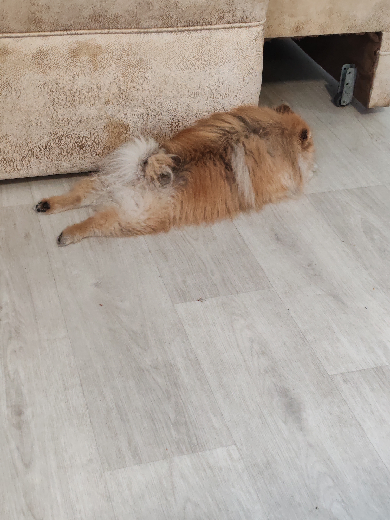 A Pomeranian dog lies on its stomach on a light-colored laminate floor, next to a light-colored sofa with a textured surface. The dog is facing away from the camera, and its hind legs are extended. The sofa has some dirt marks on its surface. To the right of the dog, a metal caster wheel is visible on the floor underneath the sofa. The environment appears to be indoors, likely a living room. The image does not provide information about its specific location in Komsomolsk-on-Amur, Russia.