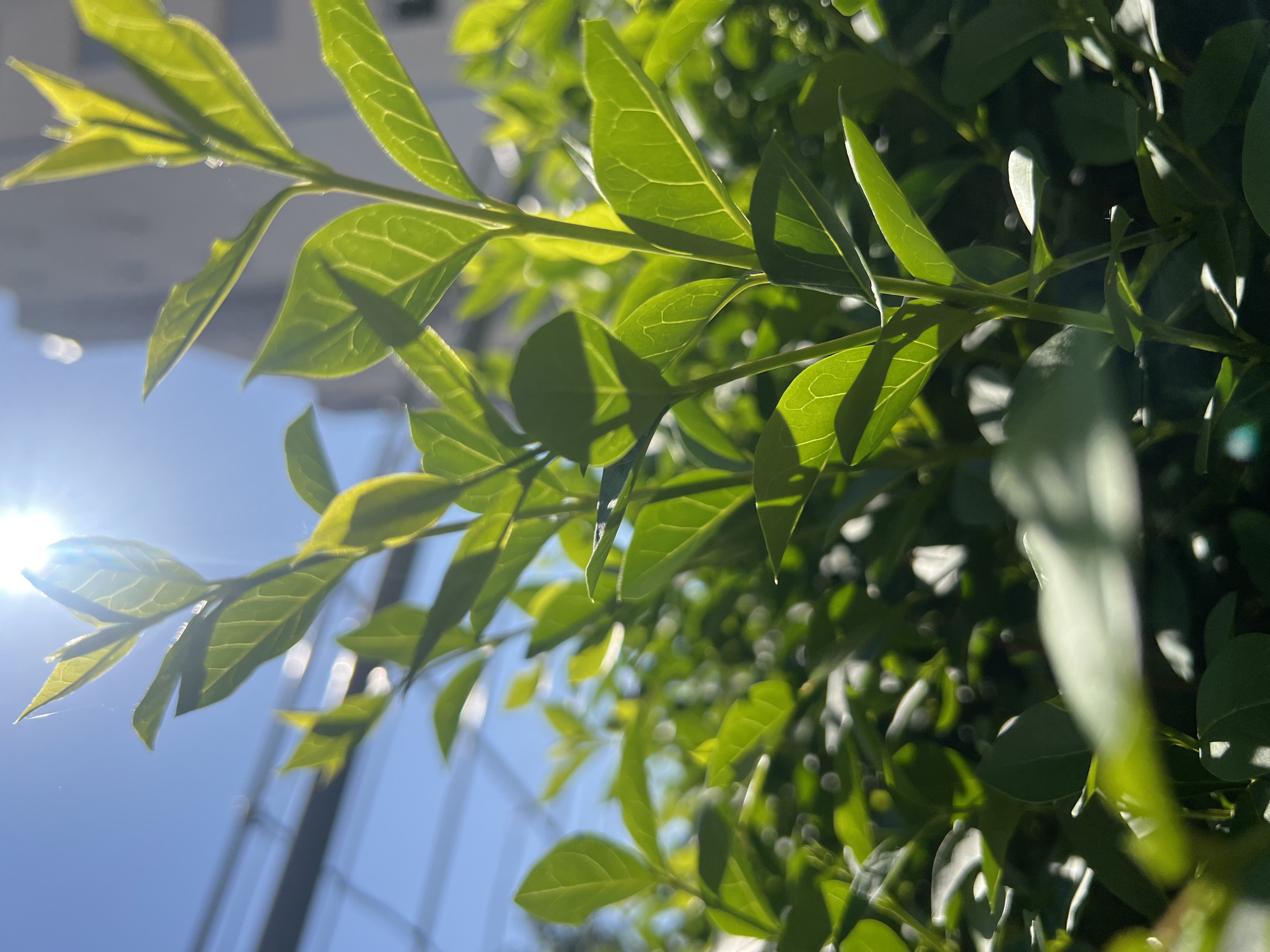 The image shows a close-up view of green leaves, likely from a bush or tree, against a blue sky with the sun shining through. There are some blurry buildings in the background and poles, suggesting the image was taken in an urban area, possibly in Budva, Montenegro. The leaves are the primary focus, showing details of their texture and veins. The lighting creates shadows and highlights on the leaves, adding depth to the image.