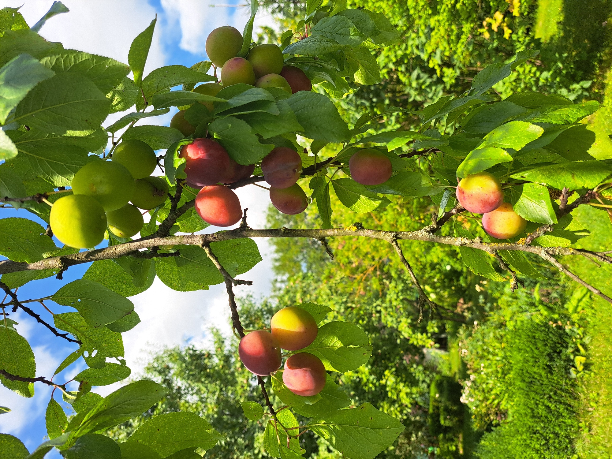 In the city of Kalinka, Russia, a close-up, eye-level shot captures a branch laden with ripening fruit, likely plums, hanging from a tree under a partly cloudy sky. The fruit exhibits a gradient of colors, from green to red, with some showing a blush of yellow. The leaves are a vibrant green, with visible veins and some appearing to have small perforations. The tree branch itself is textured and shows signs of lichen growth. In the background, a lush green garden landscape is visible, featuring manicured bushes and flowering plants, suggesting a well-maintained outdoor space. The sunlight casts shadows, indicating it is daytime. No people or animals are present in the scene.