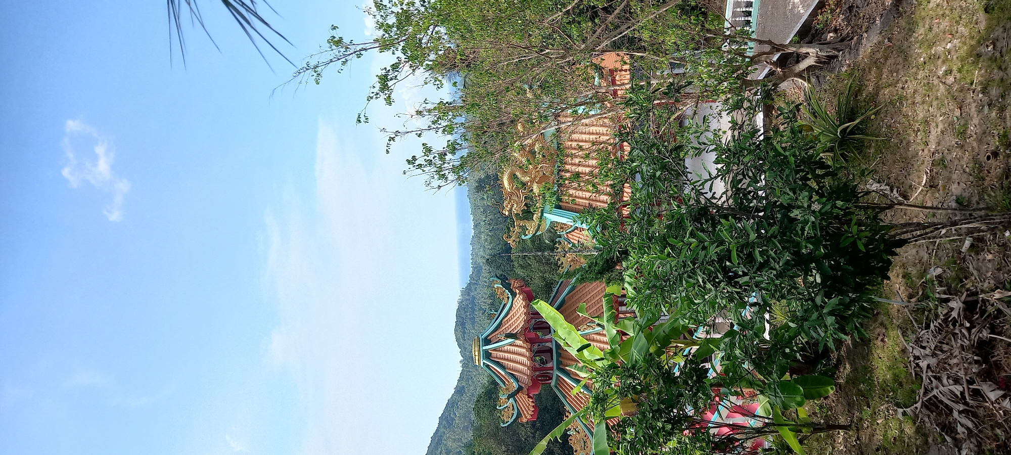 This image captures a vibrant, sunny outdoor scene in Moo 7, Thailand, featuring traditional Asian architecture set against a lush mountainous backdrop. The primary subjects are two ornate buildings, likely temples or pagodas, characterized by their multi-tiered, reddish-orange tiled roofs adorned with intricate golden dragon sculptures. The structures are partially obscured by dense, verdant foliage, including various trees with broad leaves and smaller, bushier plants, indicating a tropical environment.
Beyond the buildings, a vast expanse of green, tree-covered hills and mountains recedes into the distance, suggesting a panoramic view. A faint horizontal line in the far background hints at a body of water, possibly the sea, meeting the horizon under a bright, clear blue sky dotted with a few wispy white clouds.
The immediate foreground features earthy ground with some dry patches, sparse green grass, and fallen leaves, along with visible roots and branches of trees. Part of a concrete path or structure with a light-colored railing is also visible in the upper right quadrant (when viewed in the original orientation).
The time of day is bright daylight, indicated by the clear sky and strong illumination. There are no people or specific activities taking place, and no visible text. The overall atmosphere is serene and vibrant, showcasing a blend of cultural architecture and natural beauty.